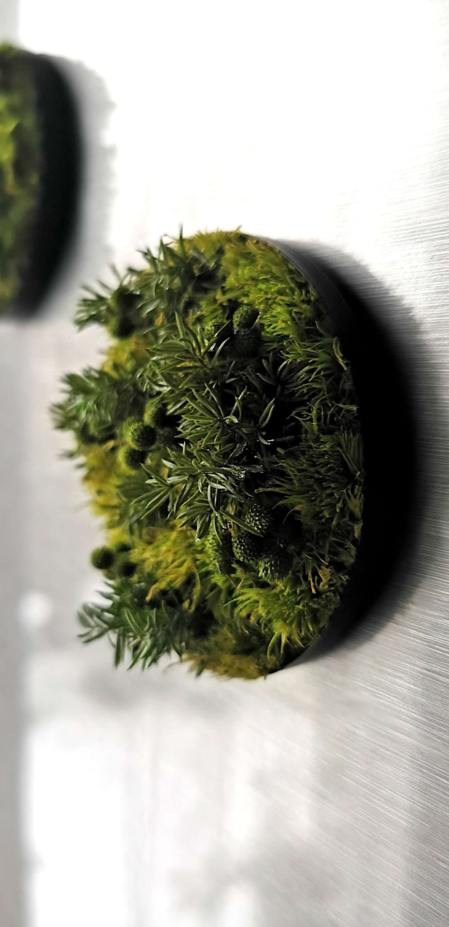 Mini-Moosbild "Nadelwald" mit echtem, konserviertem Moos und getrockneten Blumen, 7 cm Durchmesser, magnetisch.