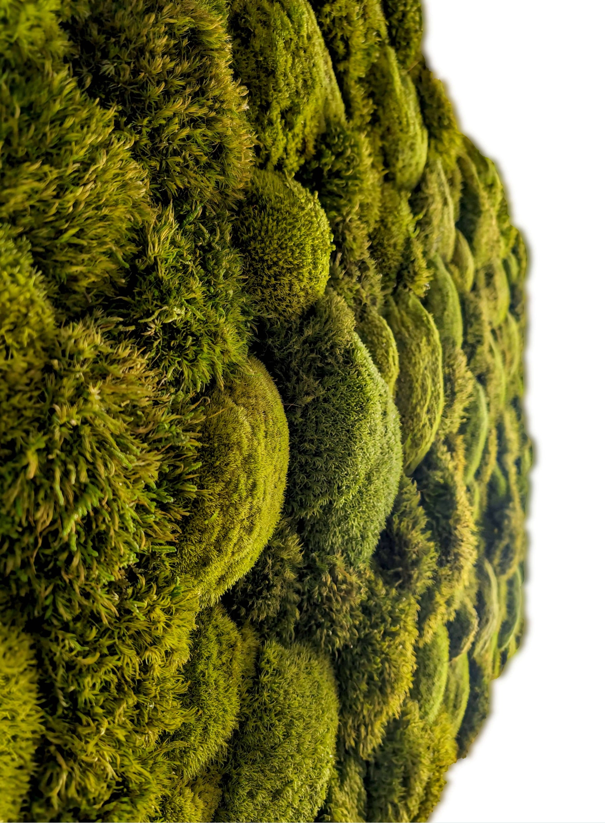 Moosbild ohne Rahmen 'Natur Pur' mit Kugel- und Provence Moose für eine frische, natürliche Raumdekoration.