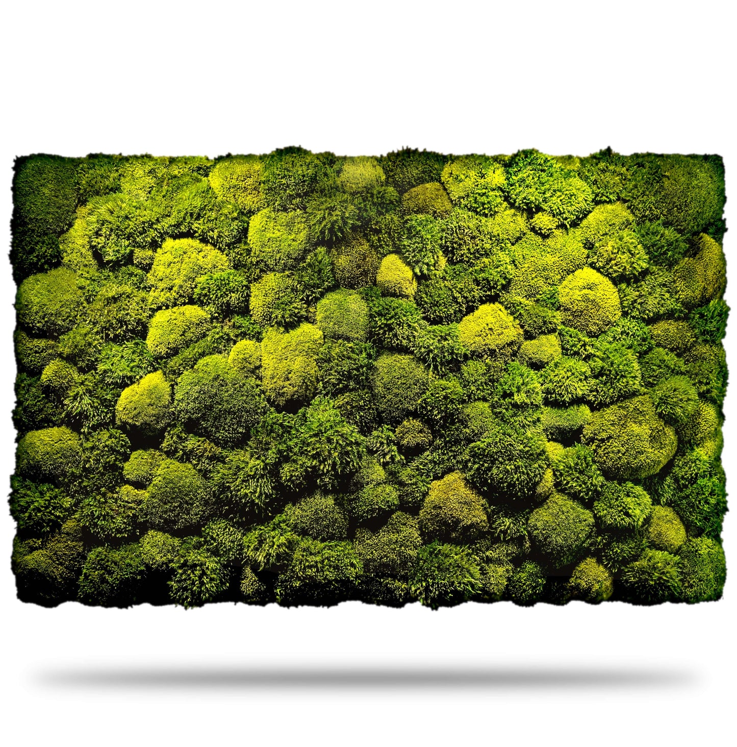 Moosbild ohne Rahmen "Natur Pur" mit Kugel- und Provence-Moosen in lebendigen Grüntönen.