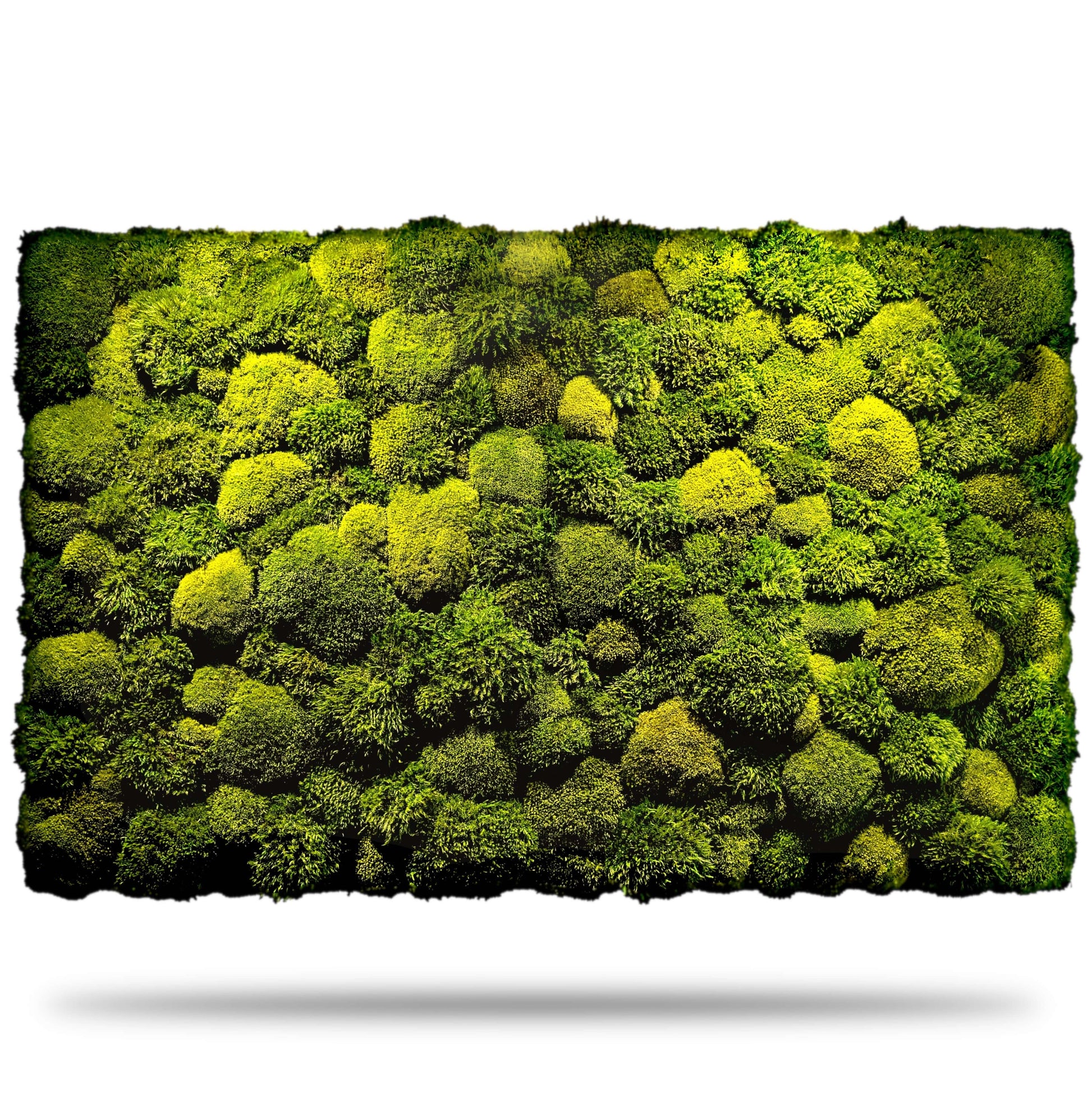 Moosbild ohne Rahmen "Natur Pur" mit Kugel- und Provence-Moosen in lebendigen Grüntönen.