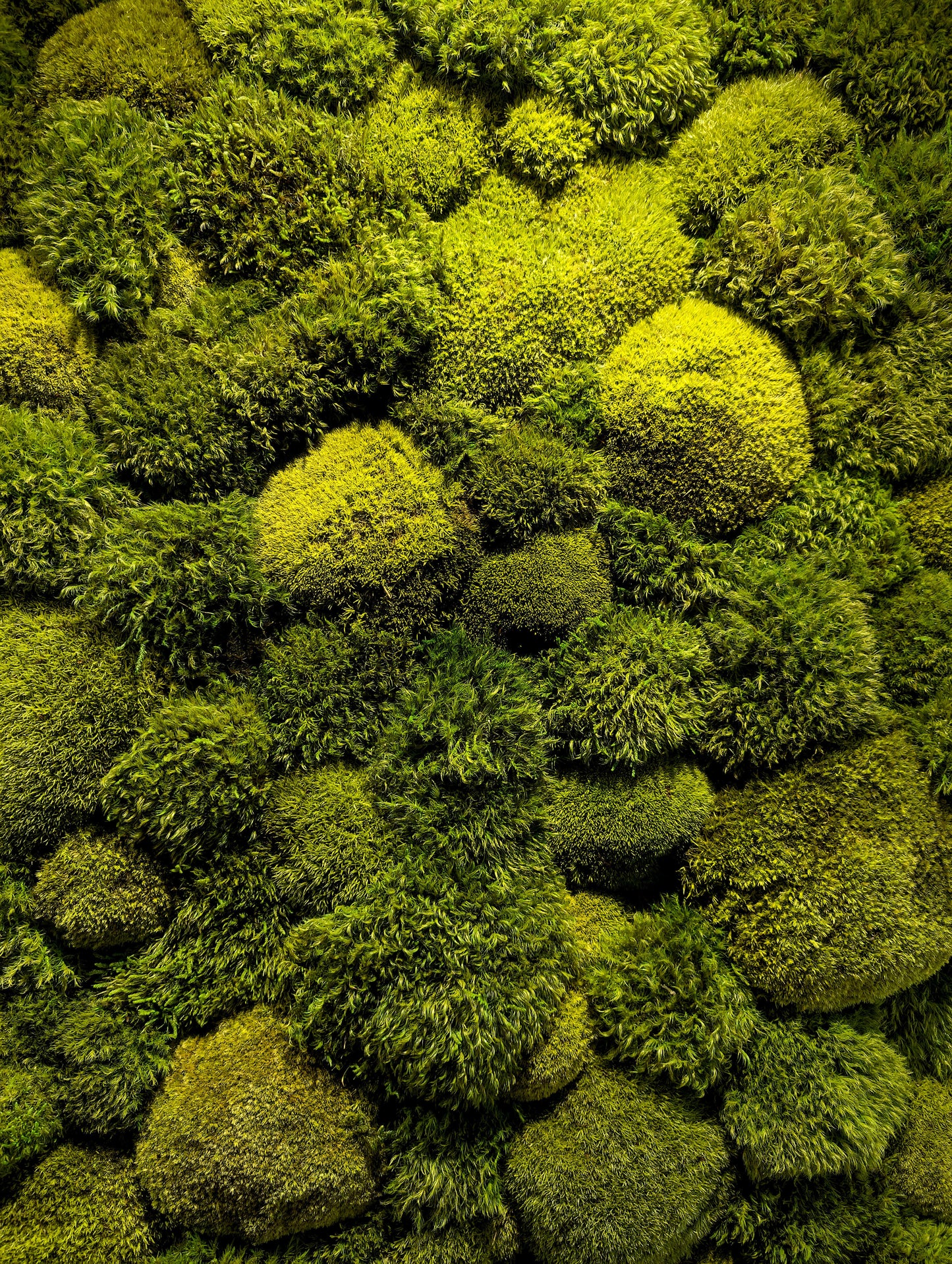 Moosmix mit Kugel- und Provence-Moosen, ideal für natürliche Raumgestaltung.