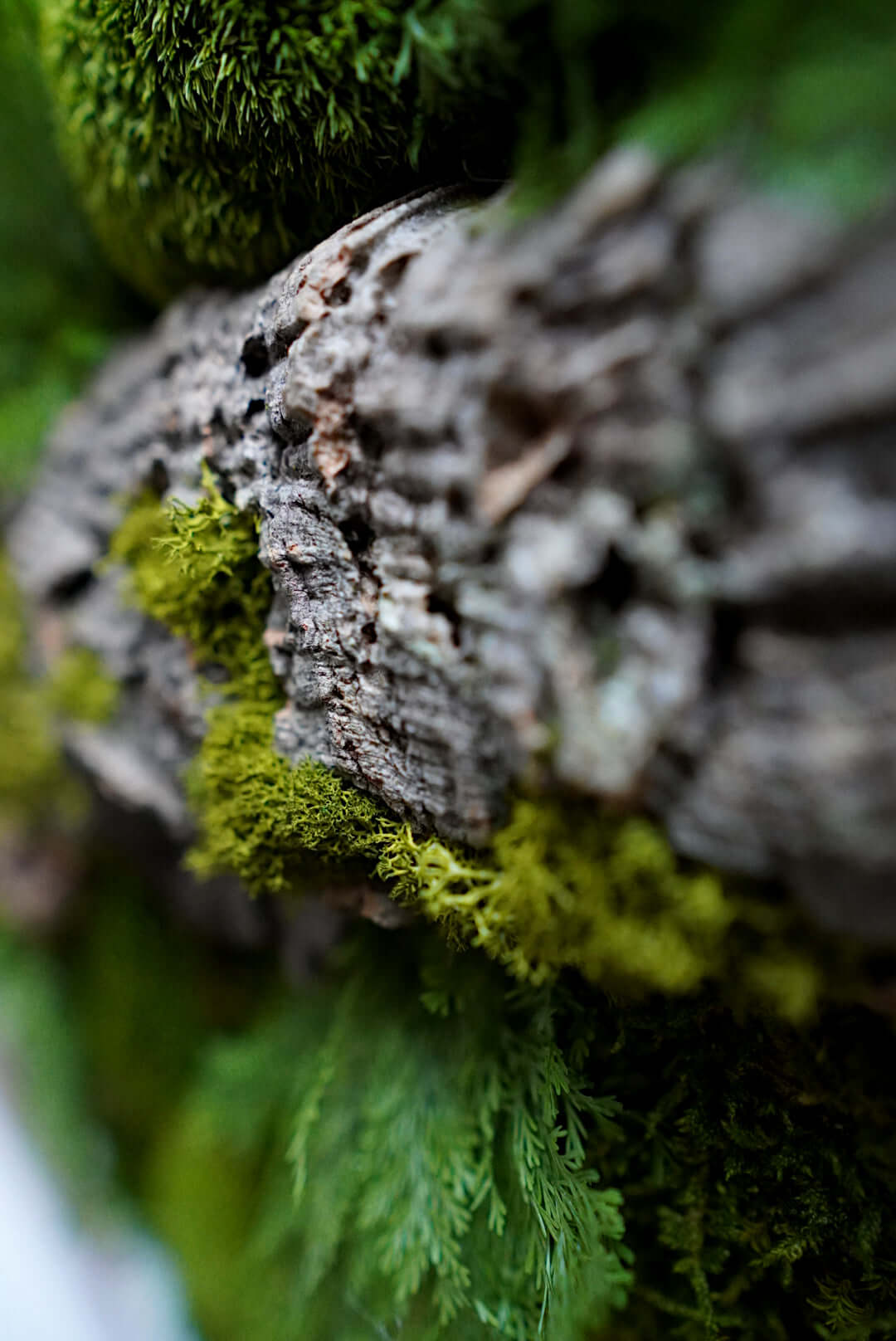 Close-up of preserved moss and wood texture in a natural decor design.