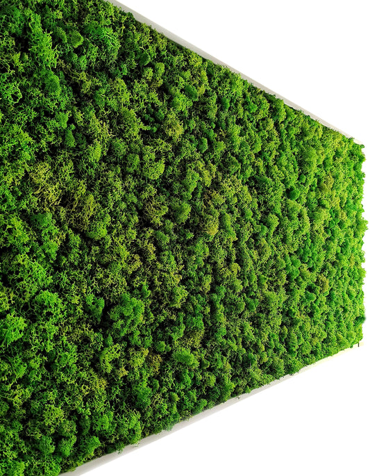Moosbild aus Rentiermoos und Islandmoos, natürliche Wanddekoration in sattem Grün.
