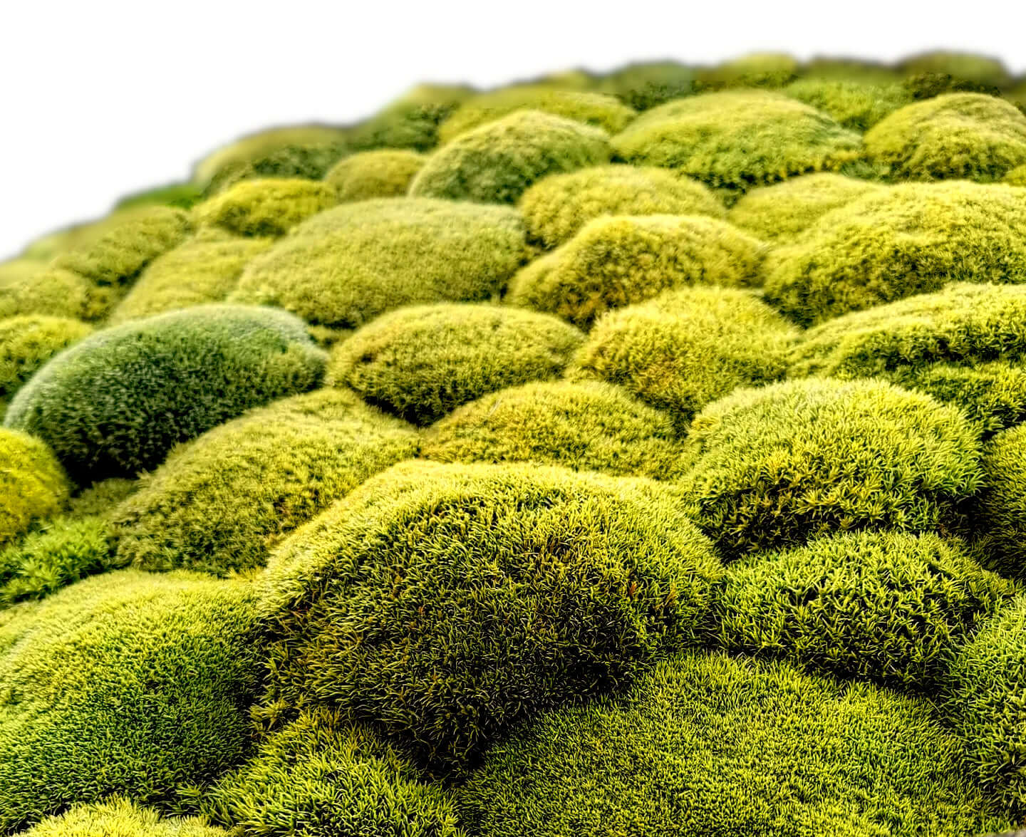 Mooslandschaft in leuchtendem Limongrün, ideal für natürliche Wohnraumgestaltung.
