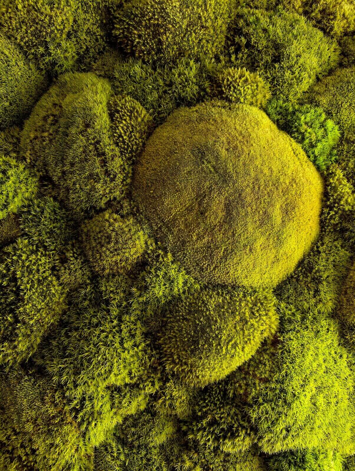 Moosbild mit runden Rahmen in Lime Green, leuchtende Mooslandschaft in Limonengrün für naturinspirierte Wanddekoration.