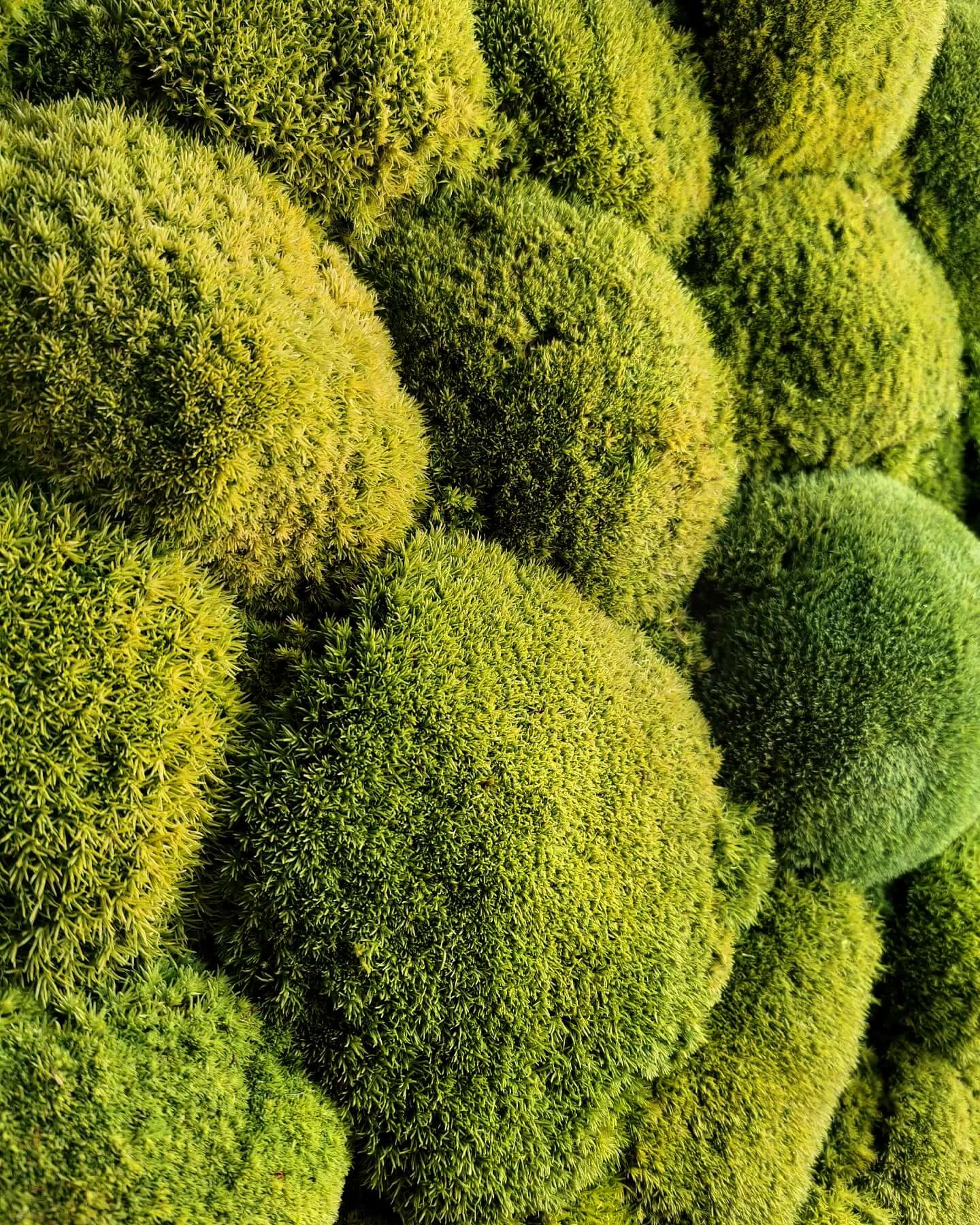 Detailaufnahme von runden Mooskugeln in verschiedenen Grüntönen, ideal für Wanddeko und natürliche Gestaltung.