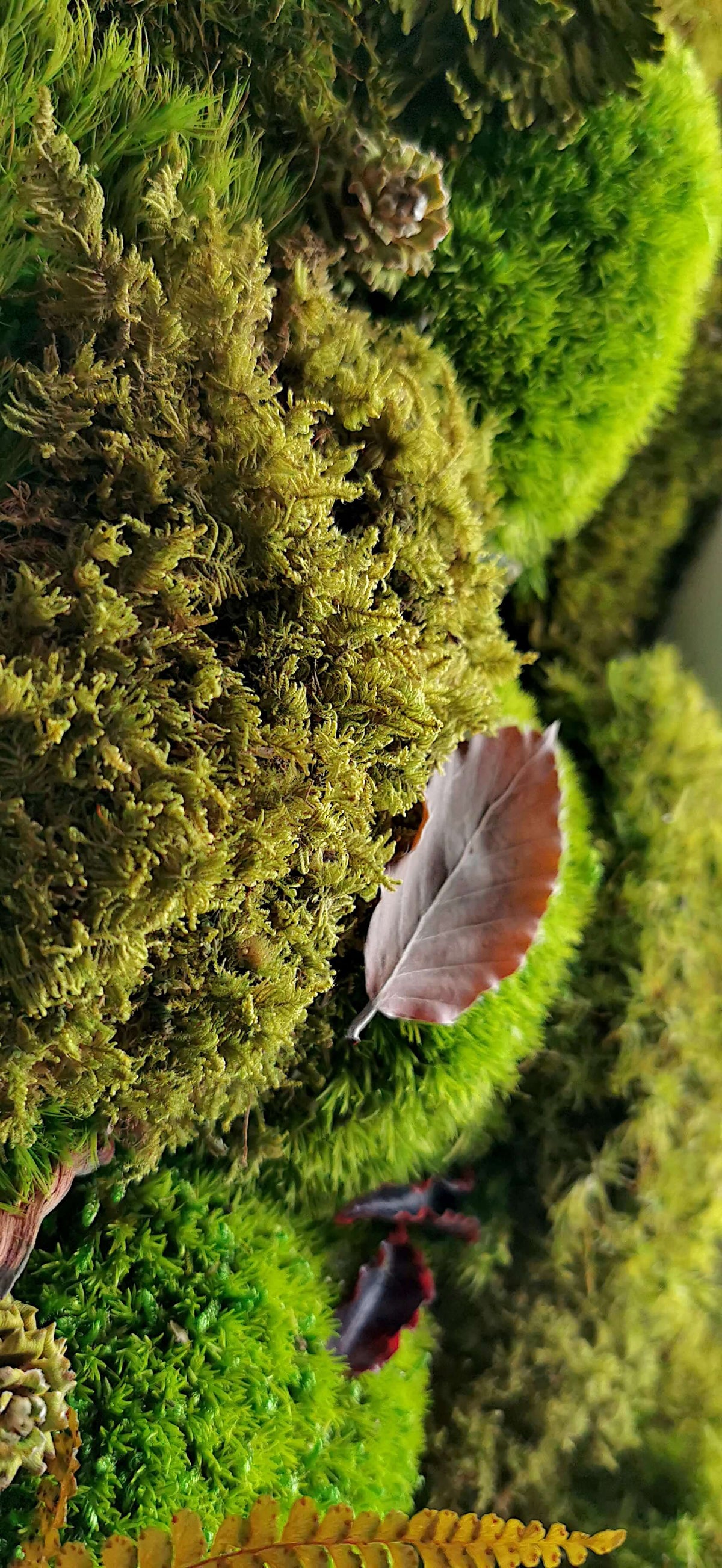 Detailaufnahme von Moos mit Herbstblättern, perfekt für das Moosbild "Waldpfade Herbst".