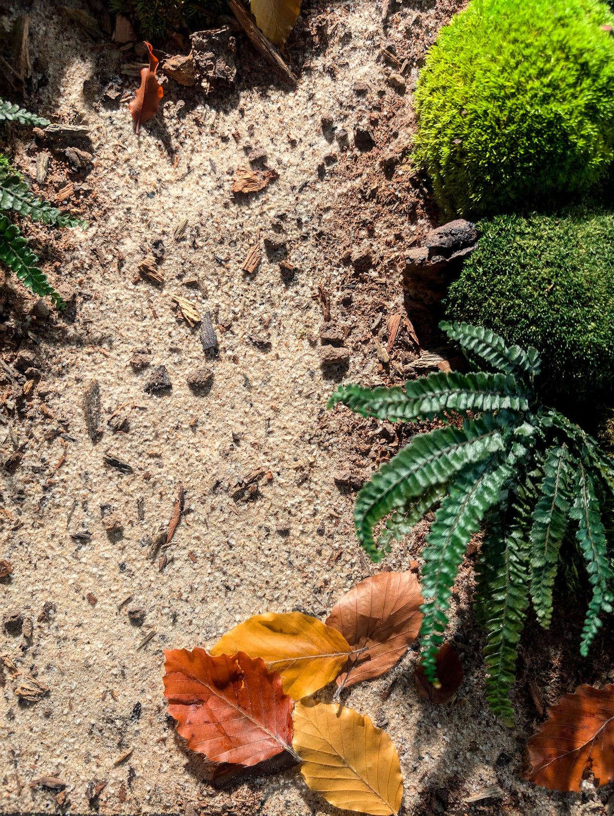 Autumn forest floor with fallen leaves, moss, and ferns creating a natural aesthetic.
