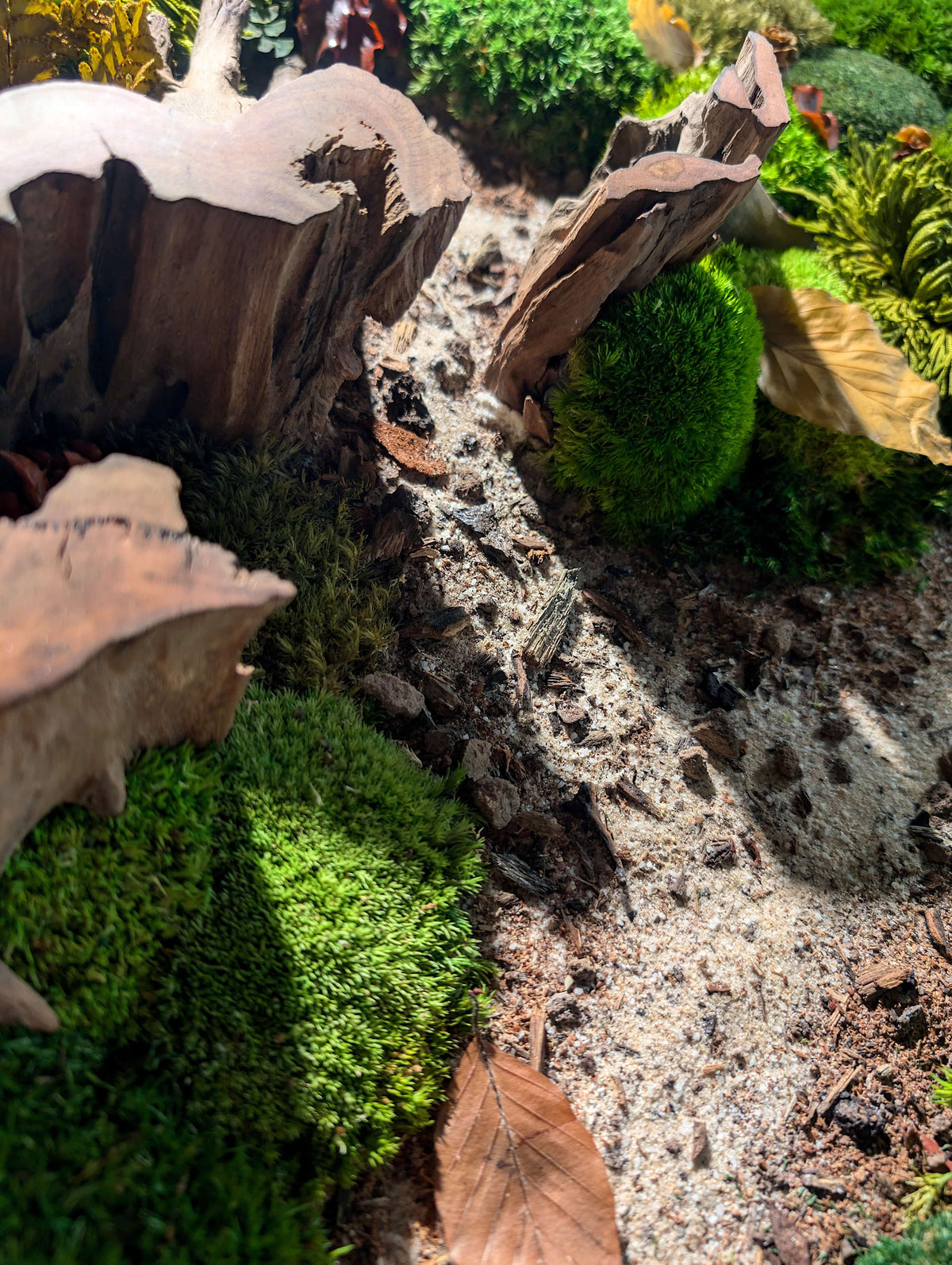 Detail of Moosbild 'Waldpfade Herbst' showcasing natural textures with moss, roots, and autumn leaves.