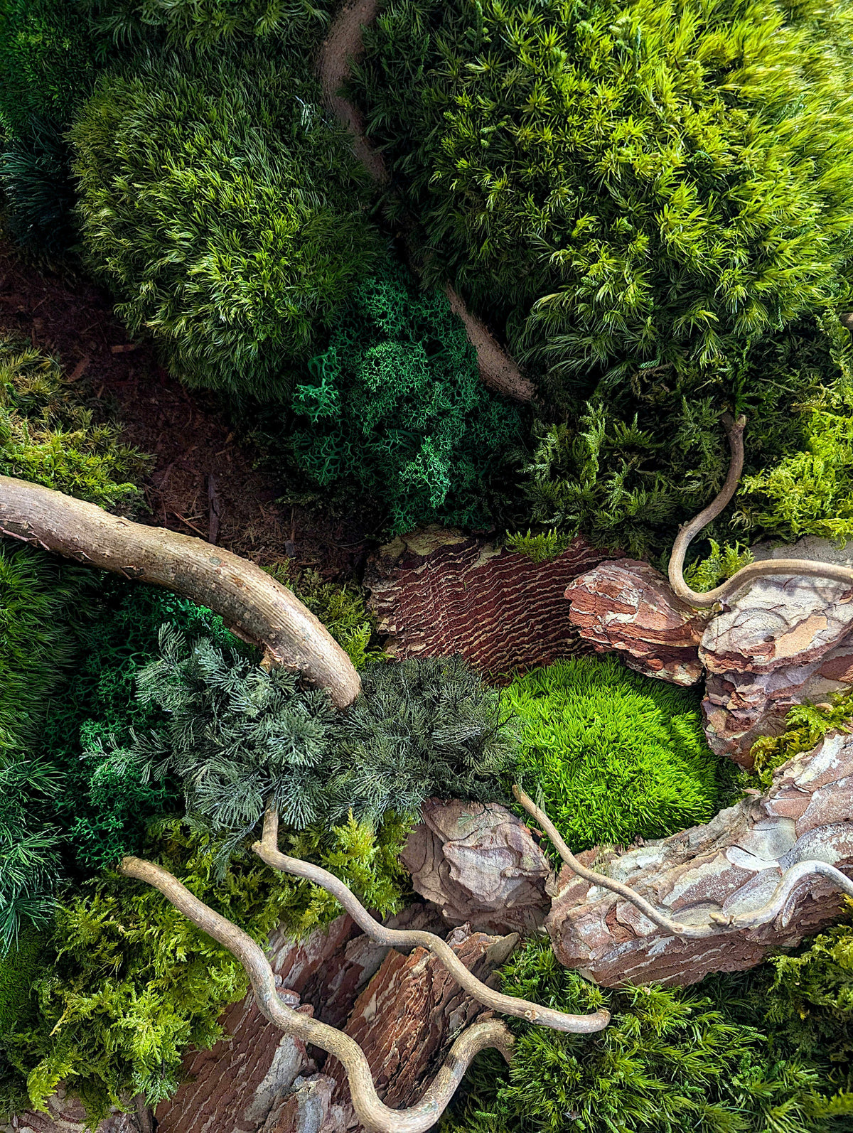 Moosbild "Waldspaziergang" mit Korkenzieher Haselzweigen zeigt lebendige Moose und verzweigte Haselzweigen.