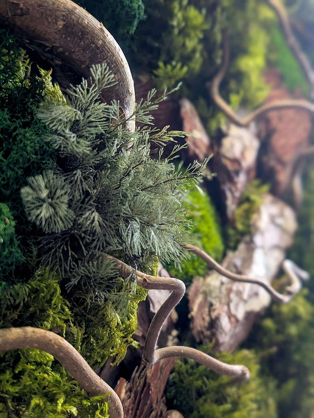 Moosbild "Waldspaziergang" mit echten Korkenzieher Haselzweigen und luxuriösem Moos für moderne Dekoration.