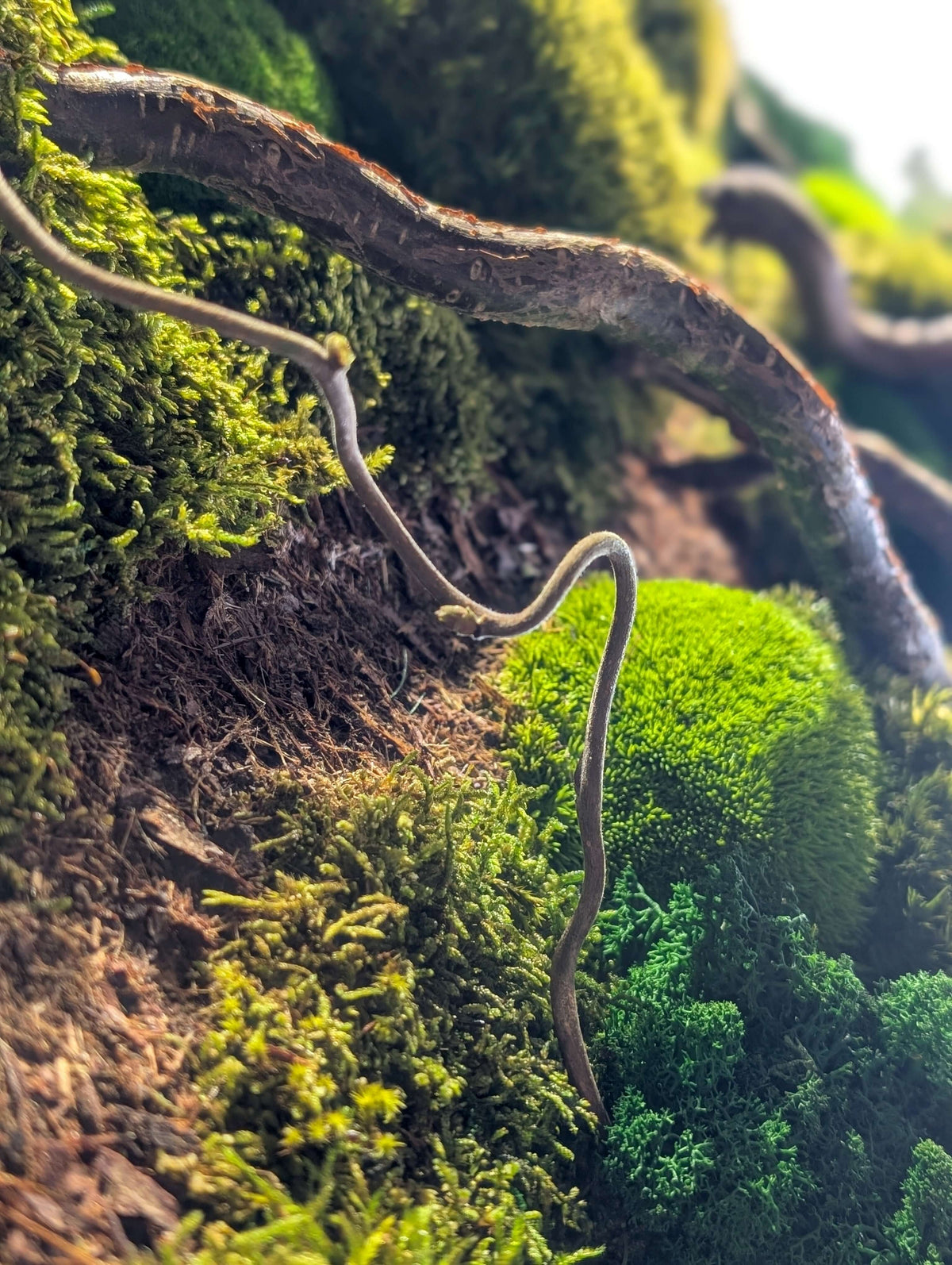 Moosbild 'Waldspaziergang' mit Korkenzieher Haselzweigen und grünem Moos, ideal für entspannende Wohnräume.