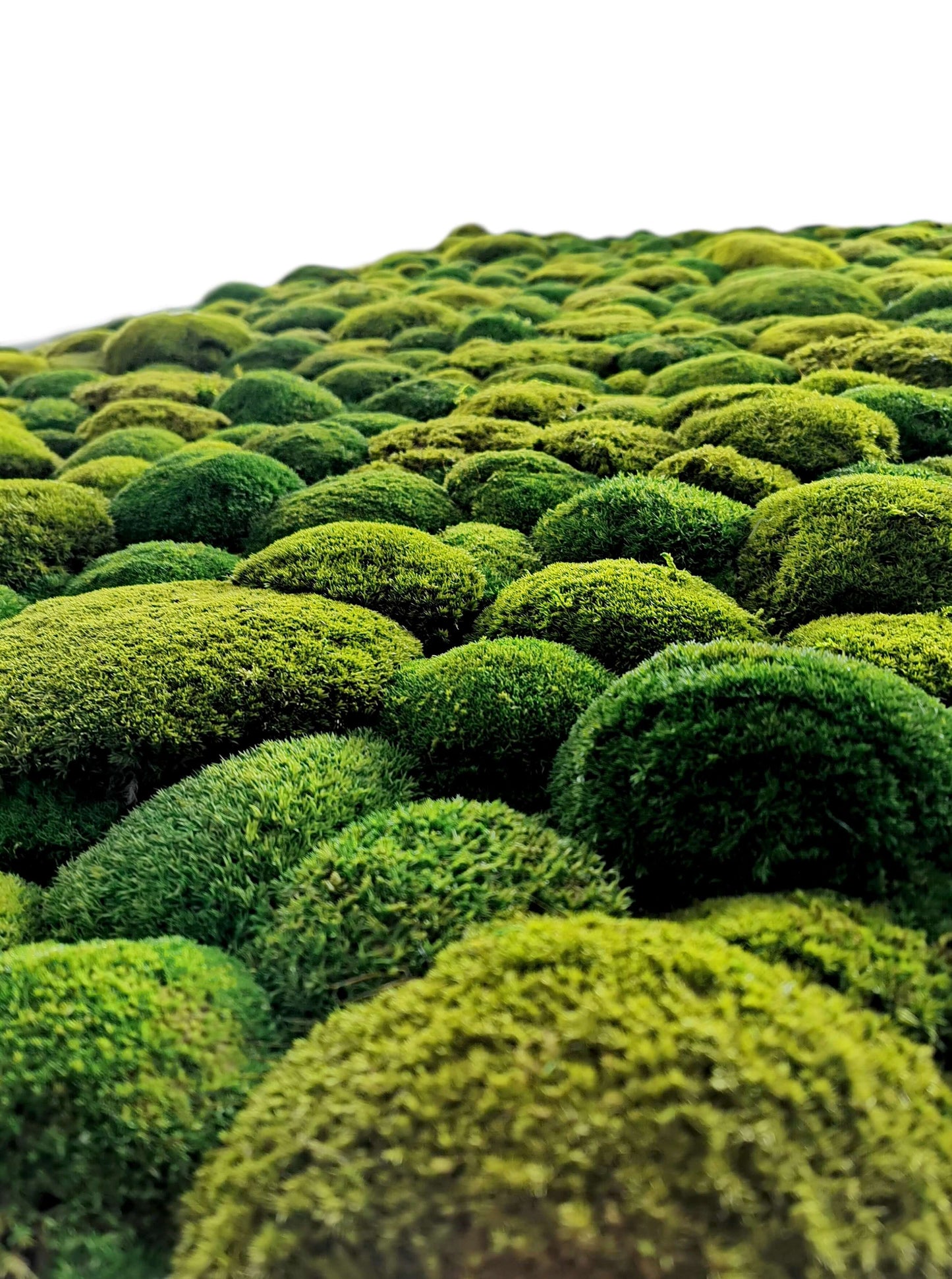 Moosbild XXL "Green Hills" mit bunten Moosballen für Wohnzimmer und Küche, lebendig und pflegeleicht.