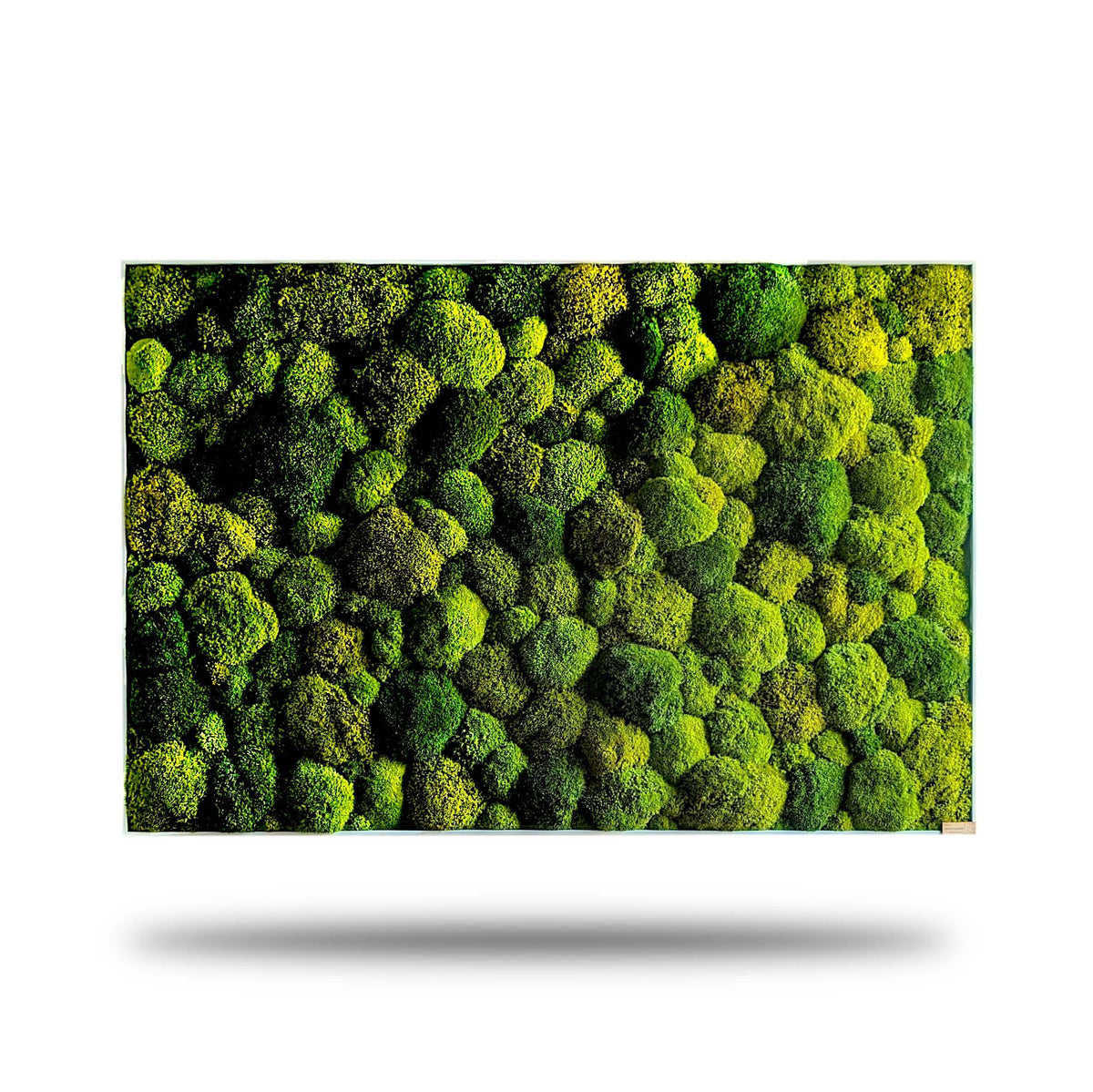Moosbild XXL "Green Hills" mit lebendigem Moosmix für Wohnzimmer und Küche, ideale Wanddekoration.