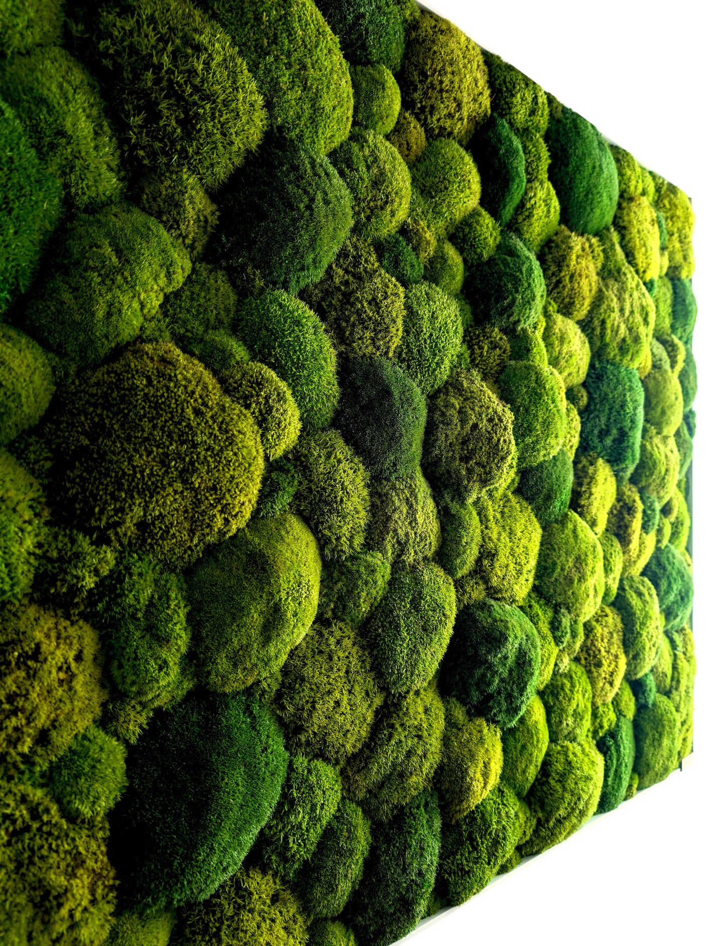 Moosbild XXL 'Green Hills' mit lebendigen grünen Moosen, ideal für Wohnzimmer und Küche, pflegeleicht und natürlich.
