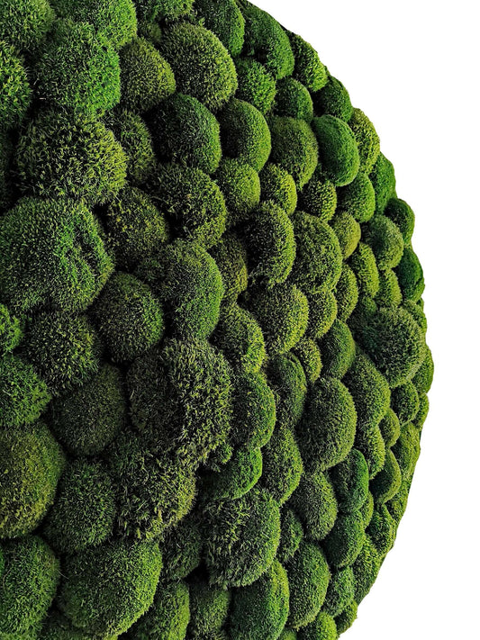 Nahaufnahme von runden, lebhaften Kugelmoosen in verschiedenen Grüntönen für eine natürliche Wanddekoration