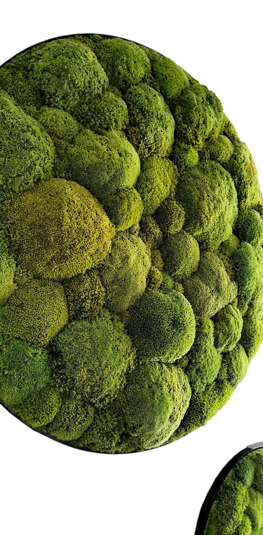 Pflanzenbilder 3er Set Kugelmoose im modernen Alurahmen, grüne Kugelmoose in harmonischer Anordnung.