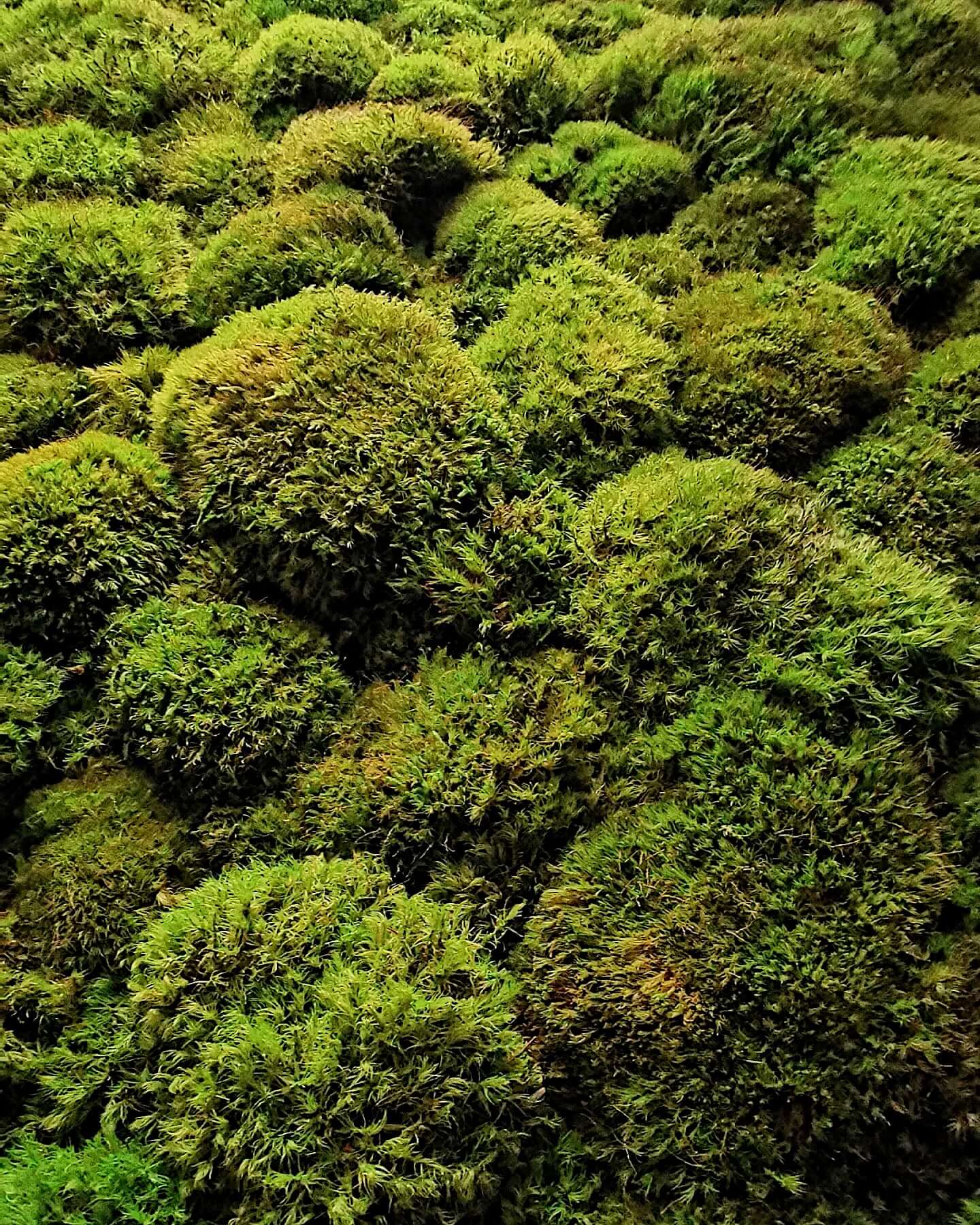 Vielzahl grüner Moosbällchen, die eine natürliche, beruhigende Atmosphäre für Dekoration schaffen.