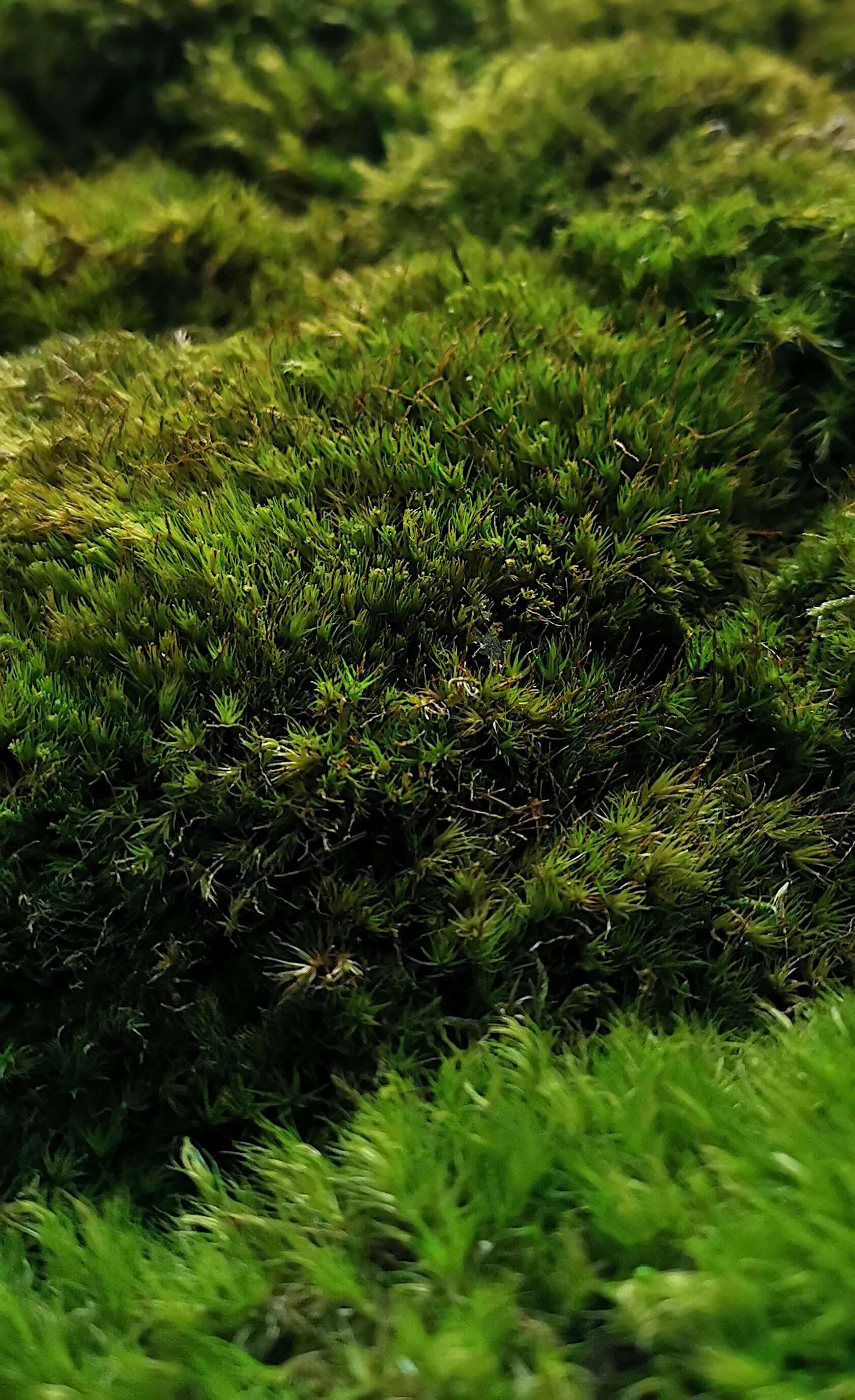 Nahaufnahme von grünem, natürlichem Moos für ein beruhigendes Pflanzenbild "Green Provence".