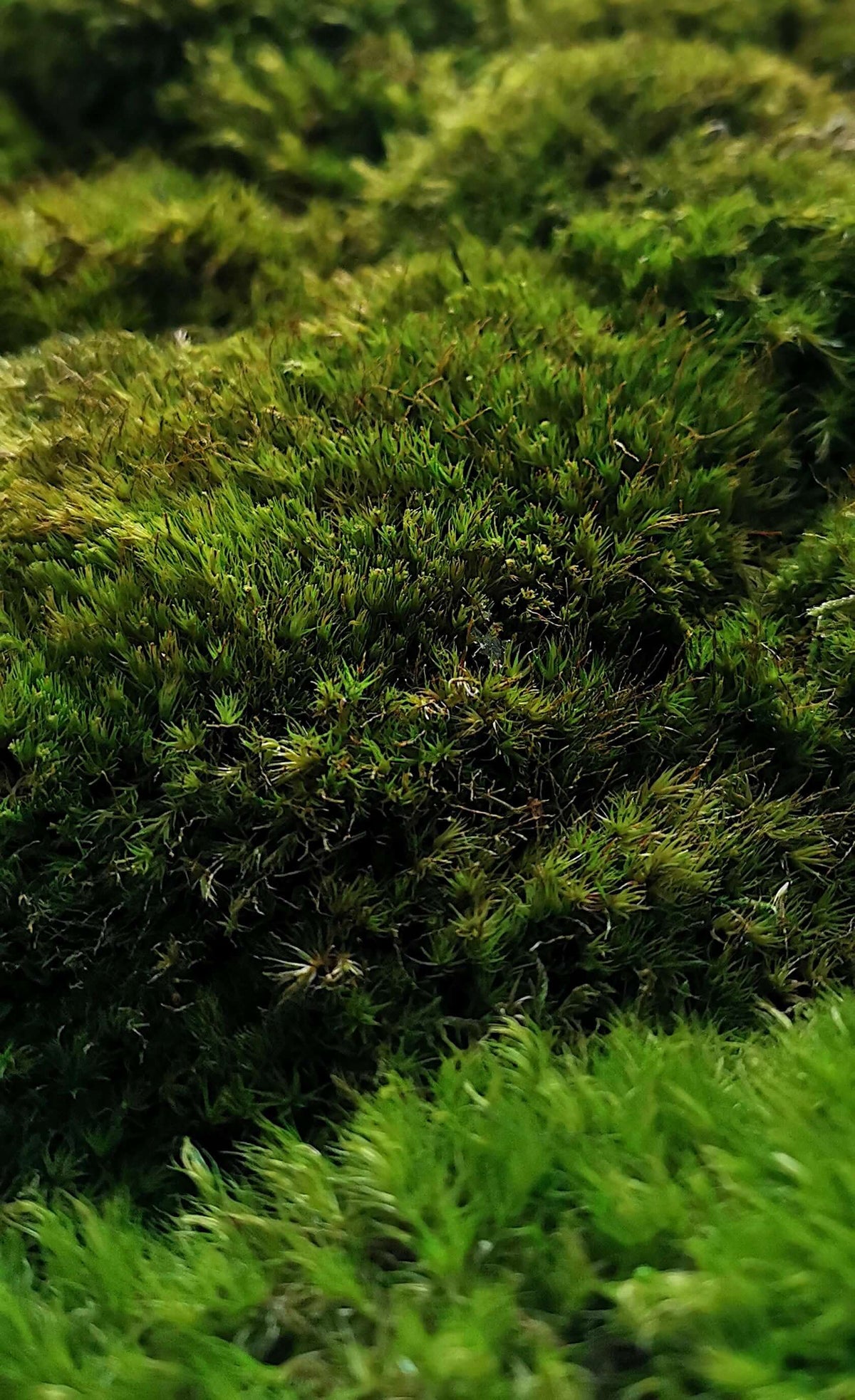 Nahaufnahme von grünem, natürlichem Moos für ein beruhigendes Pflanzenbild "Green Provence".