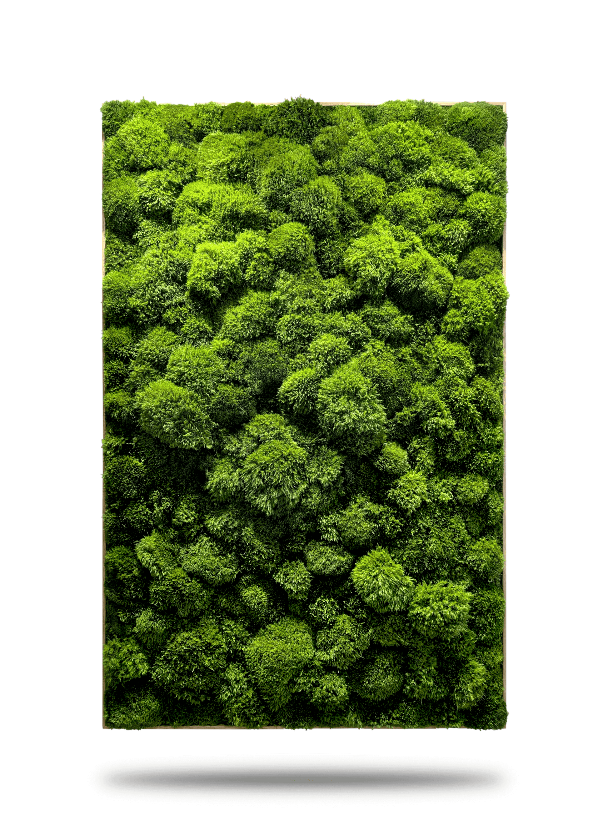 Natürliches Moosbild "Green Provence" mit wildem, grünem Moos für eine beruhigende Raumgestaltung.