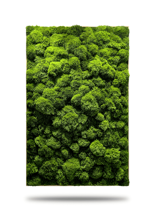 Natürliches Moosbild "Green Provence" mit wildem, grünem Moos für eine beruhigende Raumgestaltung.