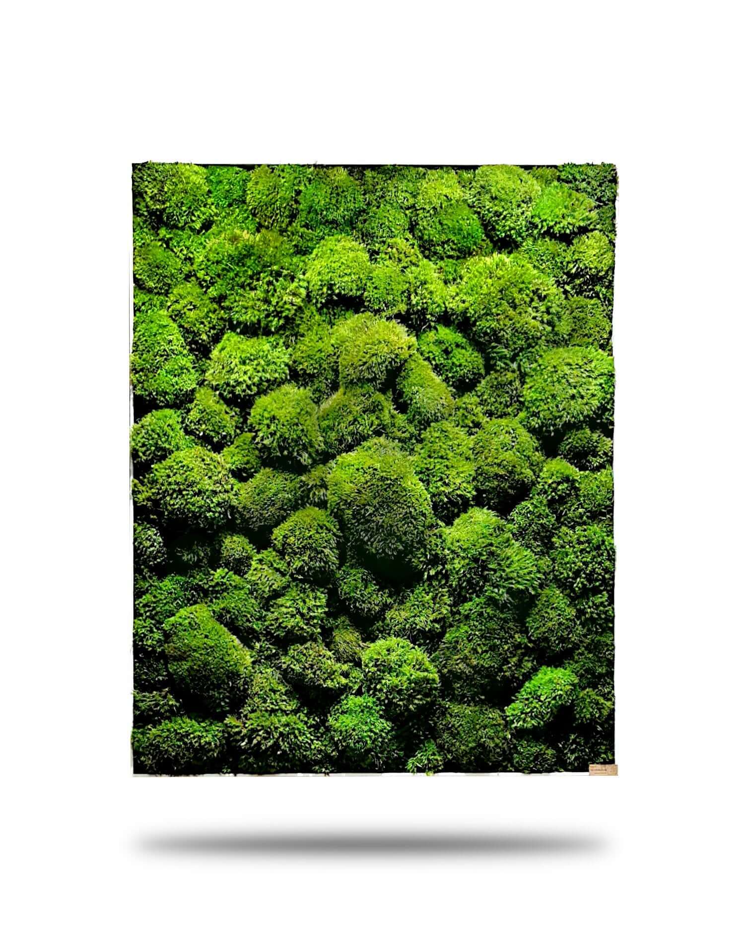 Natürliches Moosbild "Green Provence" mit grünen Mooskugeln, verleiht jedem Raum eine elegante Atmosphäre.