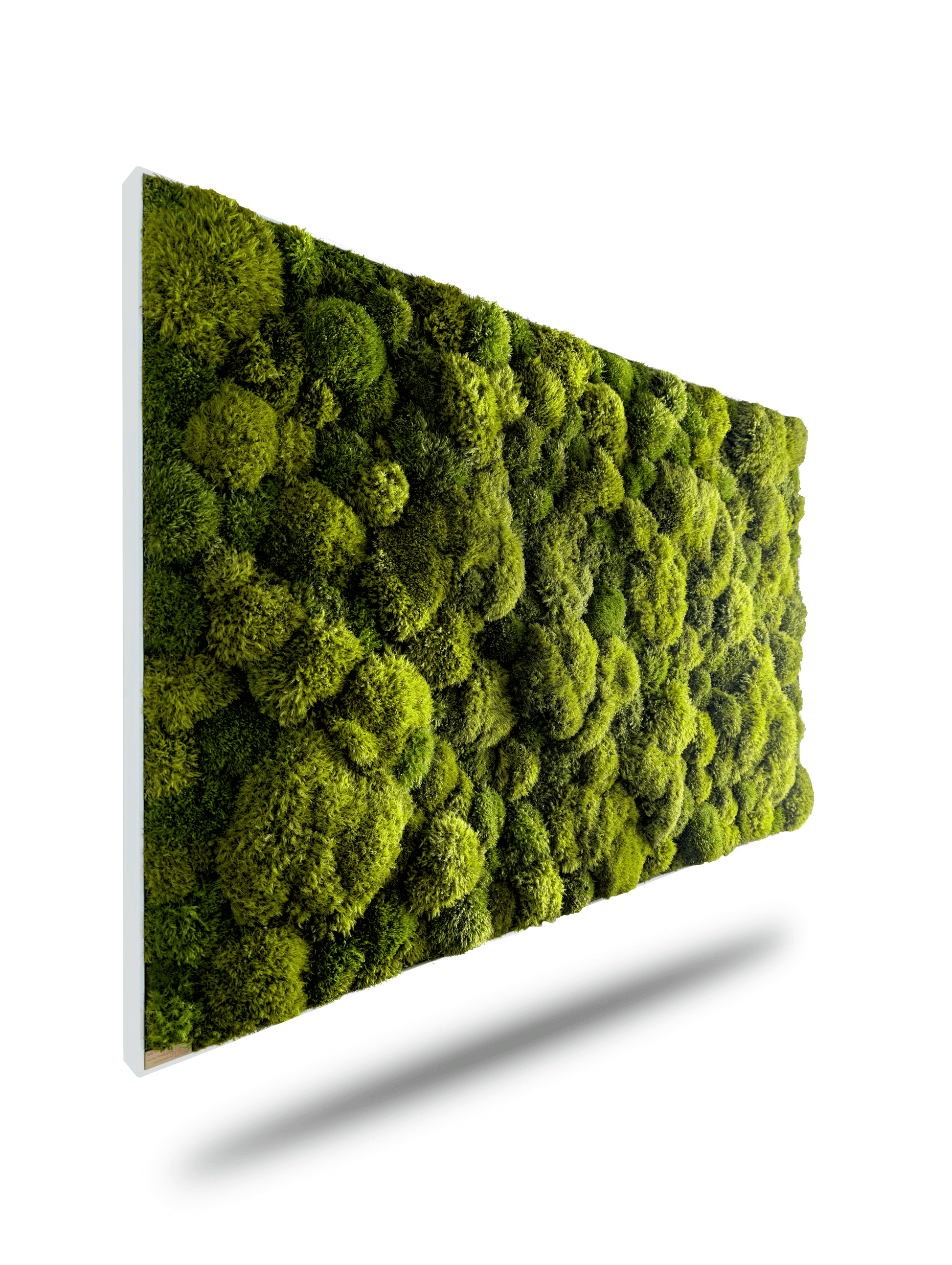 Natürliches Moosbild 'Green Provence' in frischem Grün, gerahmt in Holz, ideal für elegante Raumgestaltung.