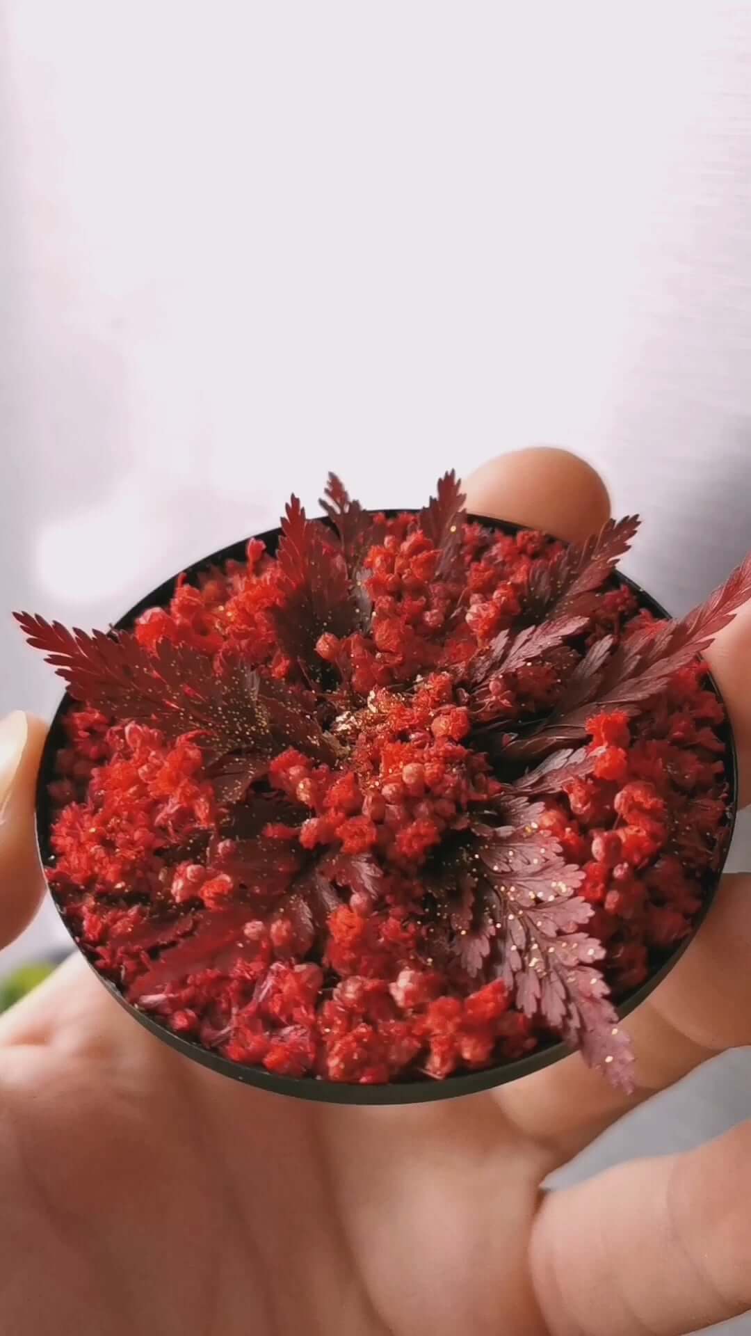 Maßgefertigte Pflanzenkunst "Red Star" mit roten getrockneten Blumen und Farnen in einer handgehaltenen Schale.