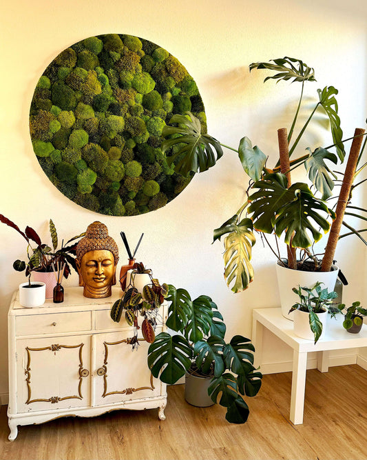 Rundes Moosbild "Moos Mix" im modernen Alurahmen, umgeben von Zimmerpflanzen und Dekoration.