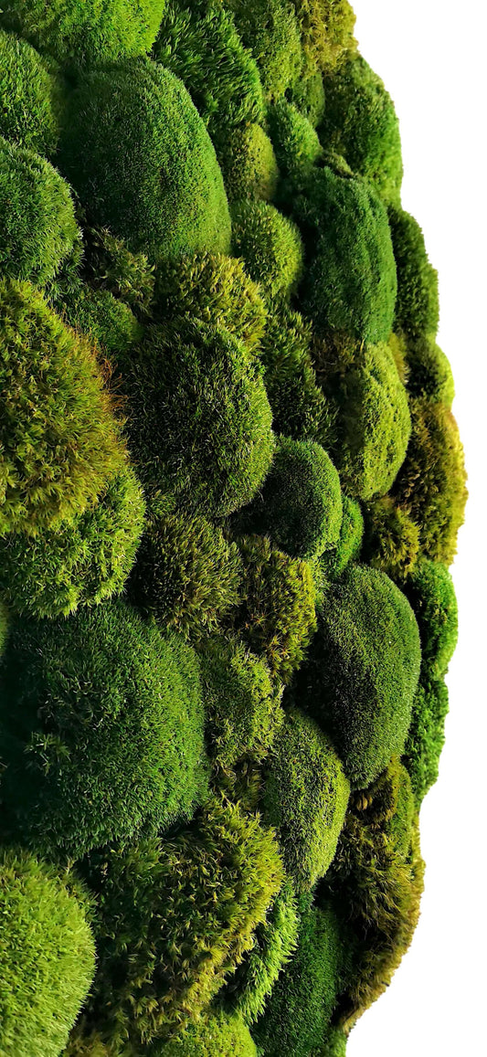 Rundes Moosbild "Moos Mix" mit einer Mischung aus verschiedenen Provence- und Kugelmoosen in leuchtenden Grüntönen.