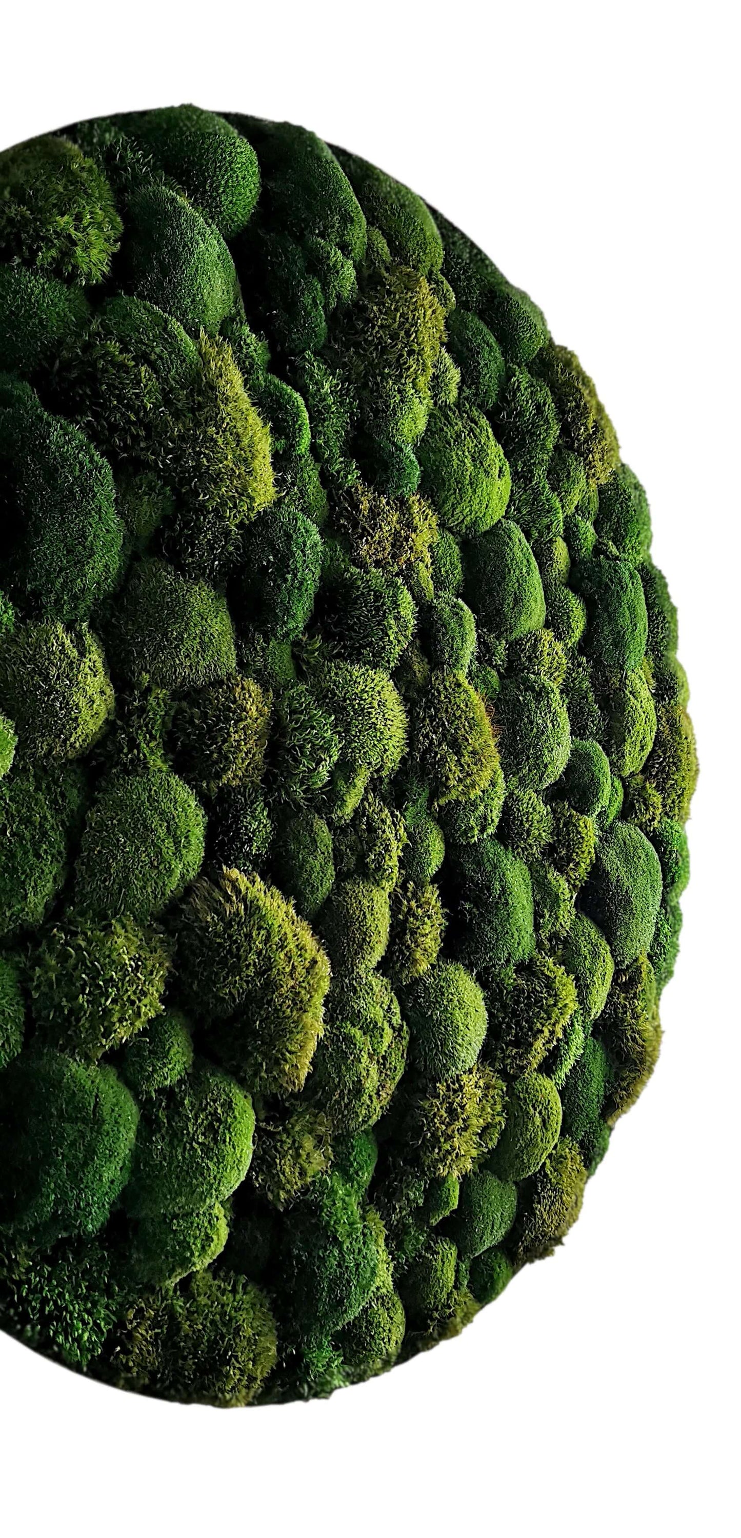 Rundes Moosbild "Moos Mix" aus verschiedenen Moosarten in modernem Design.