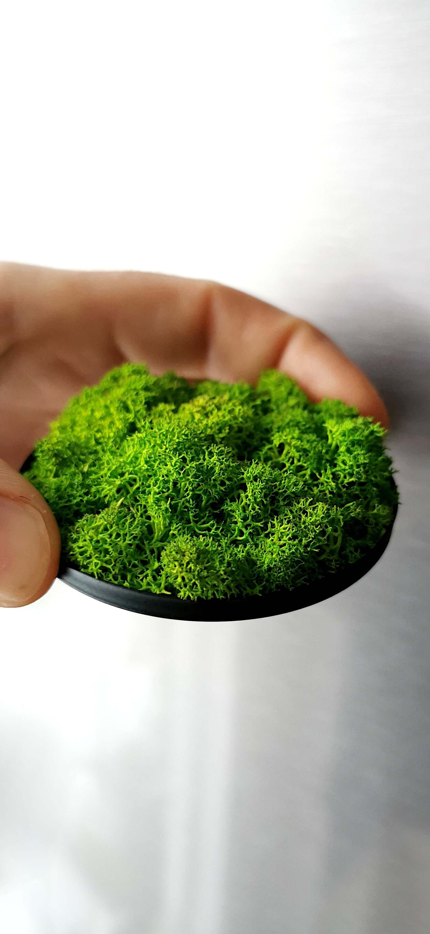 Hand holding a vibrant miniature landscape with pink and purple flowers and lush green moss.