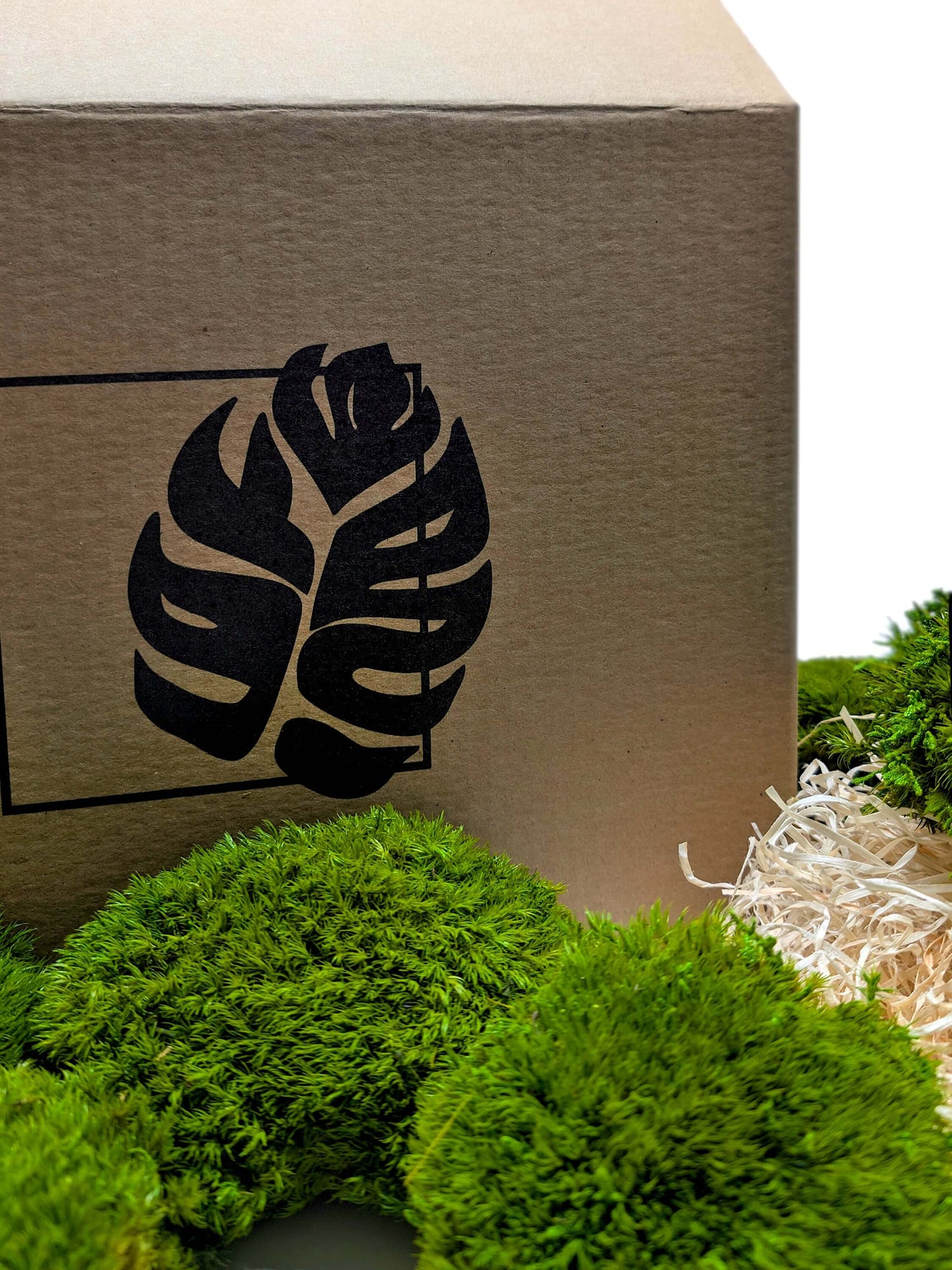 Vibrant green stabilized moss and plants glistening with water droplets in a serene, misty environment.