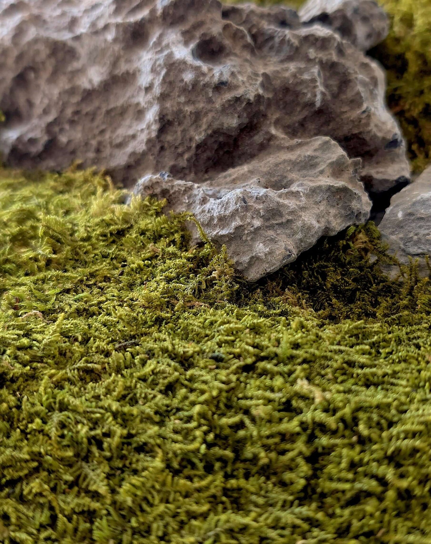 Konserviertes Felsenmoos für DIY mit Steinen, ideal für kreative Naturgestaltungen.