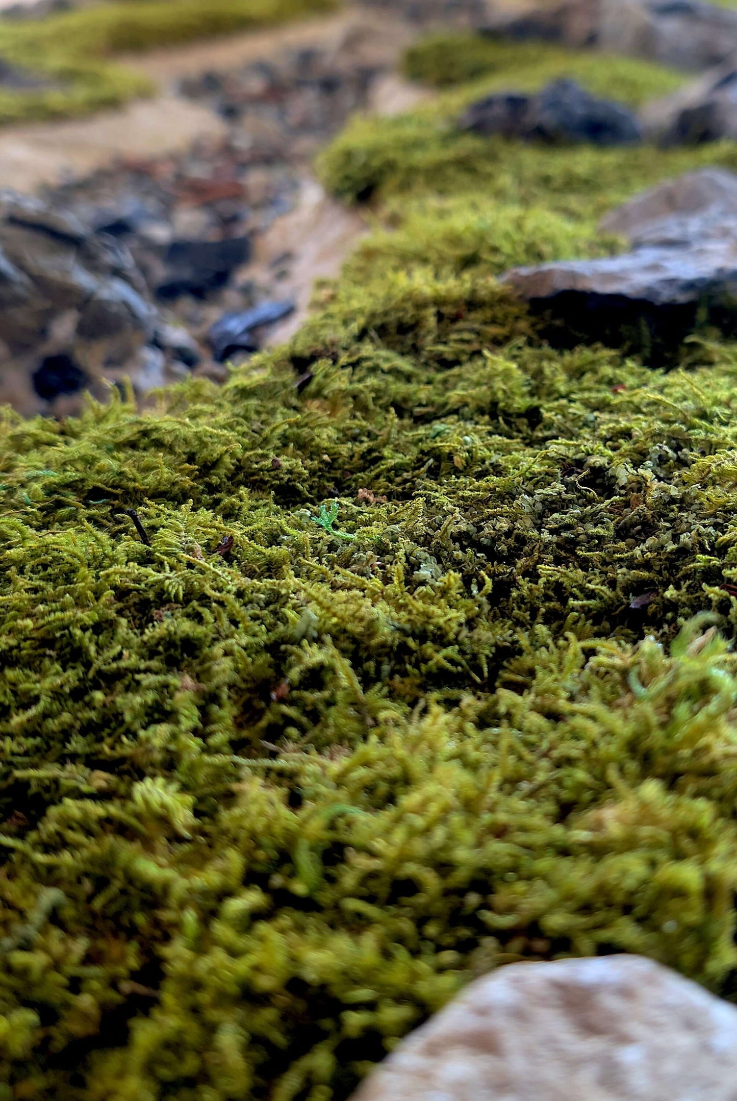 Konserviertes Felsenmoos für DIY auf einem Naturboden, ideal für kreative DIY-Projekte.