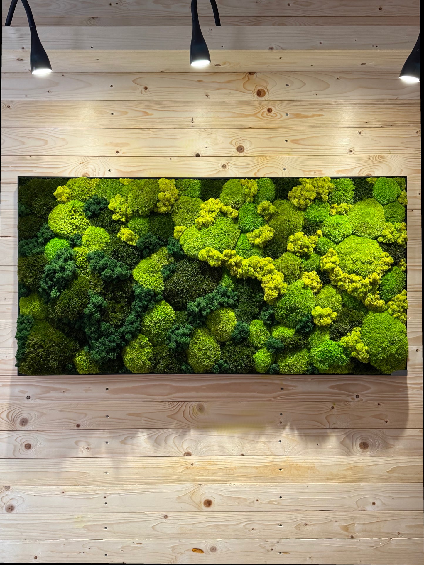 Moosbild mit Kugelmoos & Rentiermoos - Forest Flow