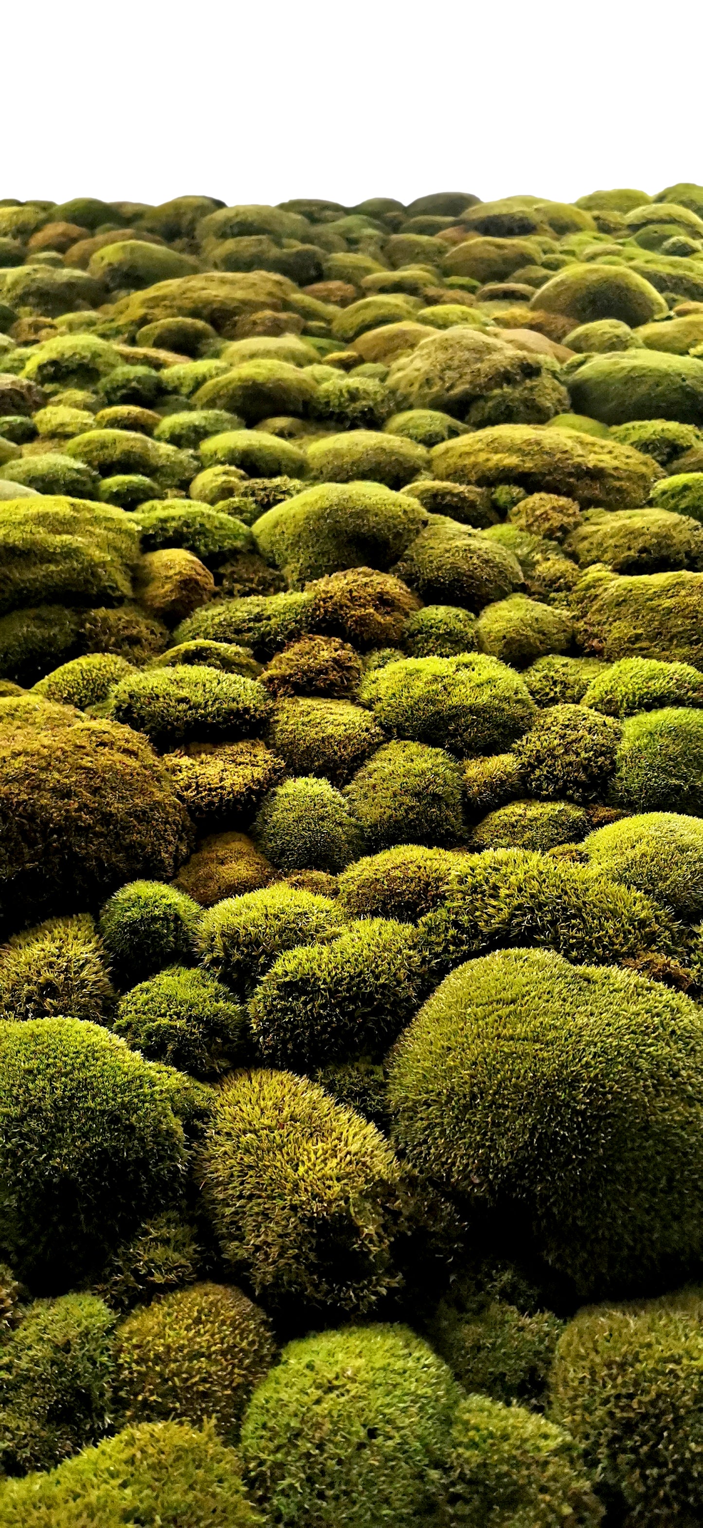 Grande image de mousse sur mesure XXL 'Green Hills' pour le salon et la cuisine - image de plantes en mélange de mousse 120-200cm