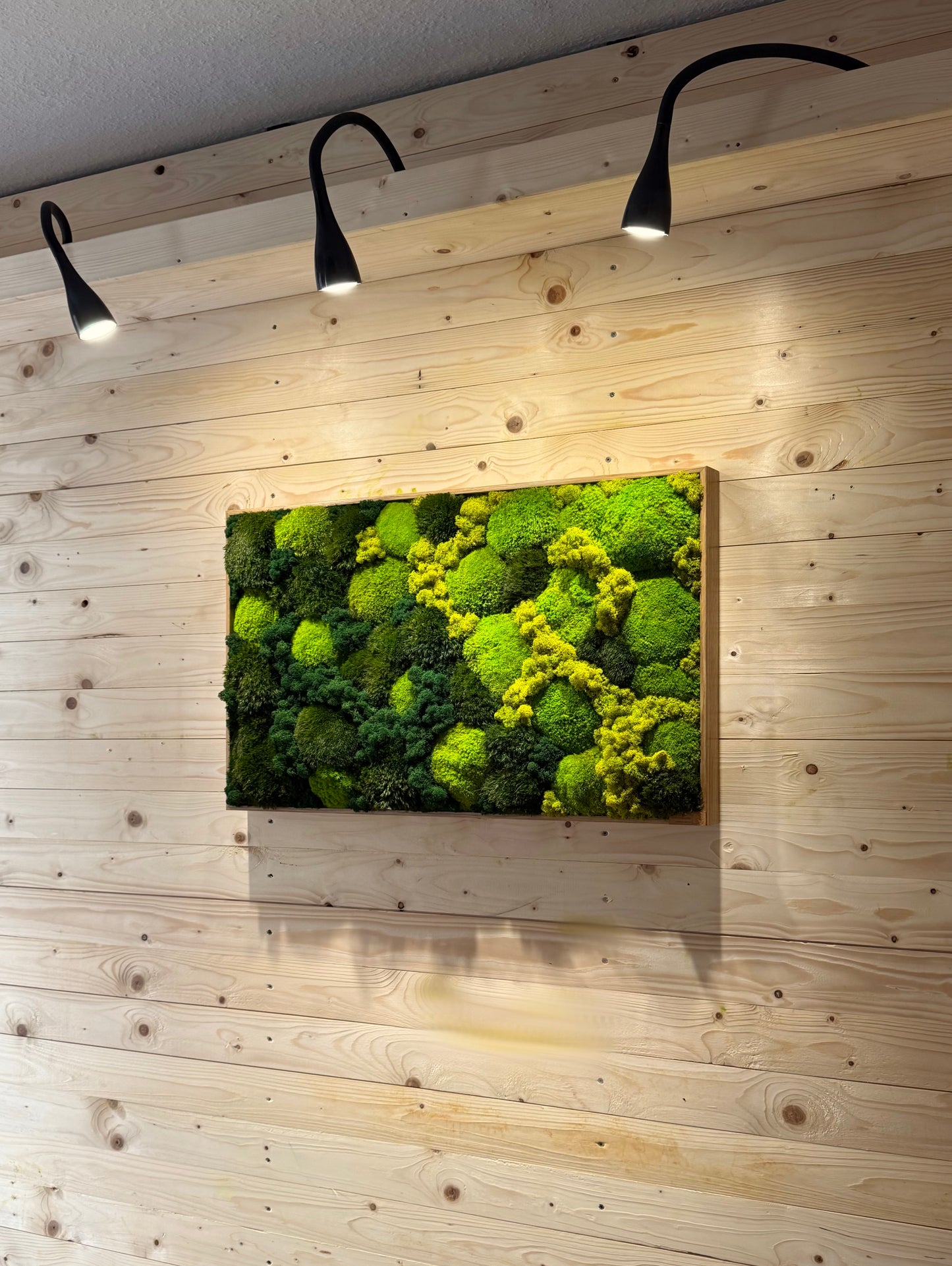 Moosbild mit Kugelmoos & Rentiermoos - Forest Flow auf Holzwand, harmonische Moosarten in Grüntönen.