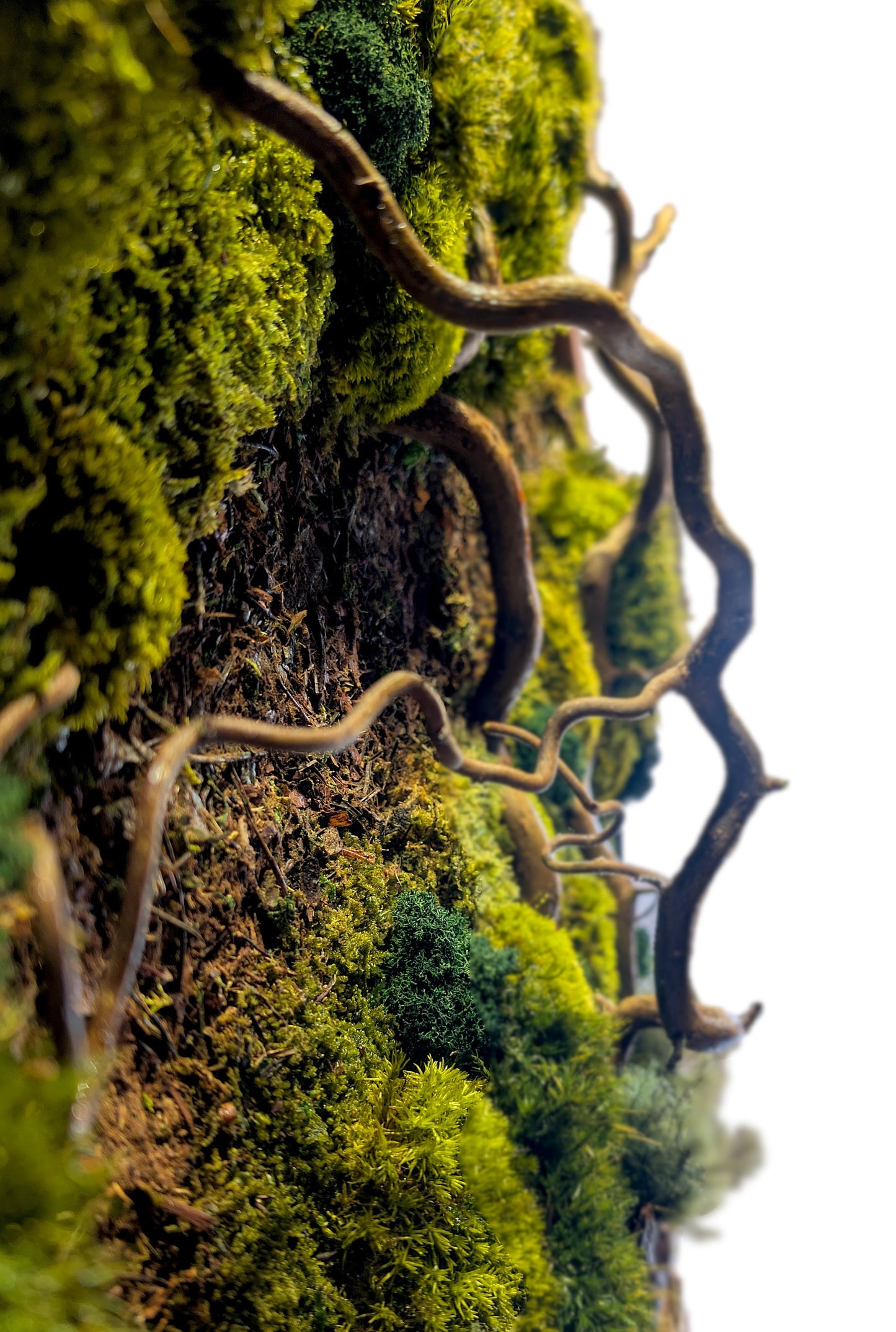 Rundes Moosbild Waldspaziergang mit Korkenzieher-Haselzweigen, grüne Moosarten und gebogene Zweige.