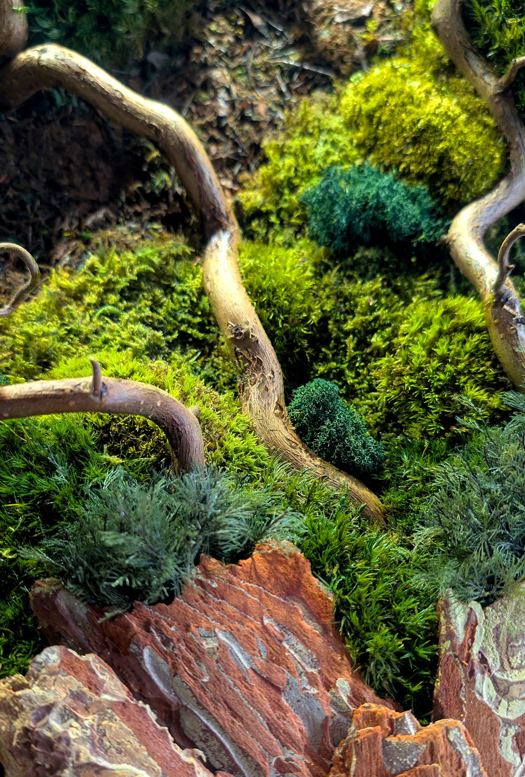 Rundes Moosbild Waldspaziergang mit Korkenzieher-Haselzweigen, detailreiche Mooslandschaft mit gebogenen Zweigen.