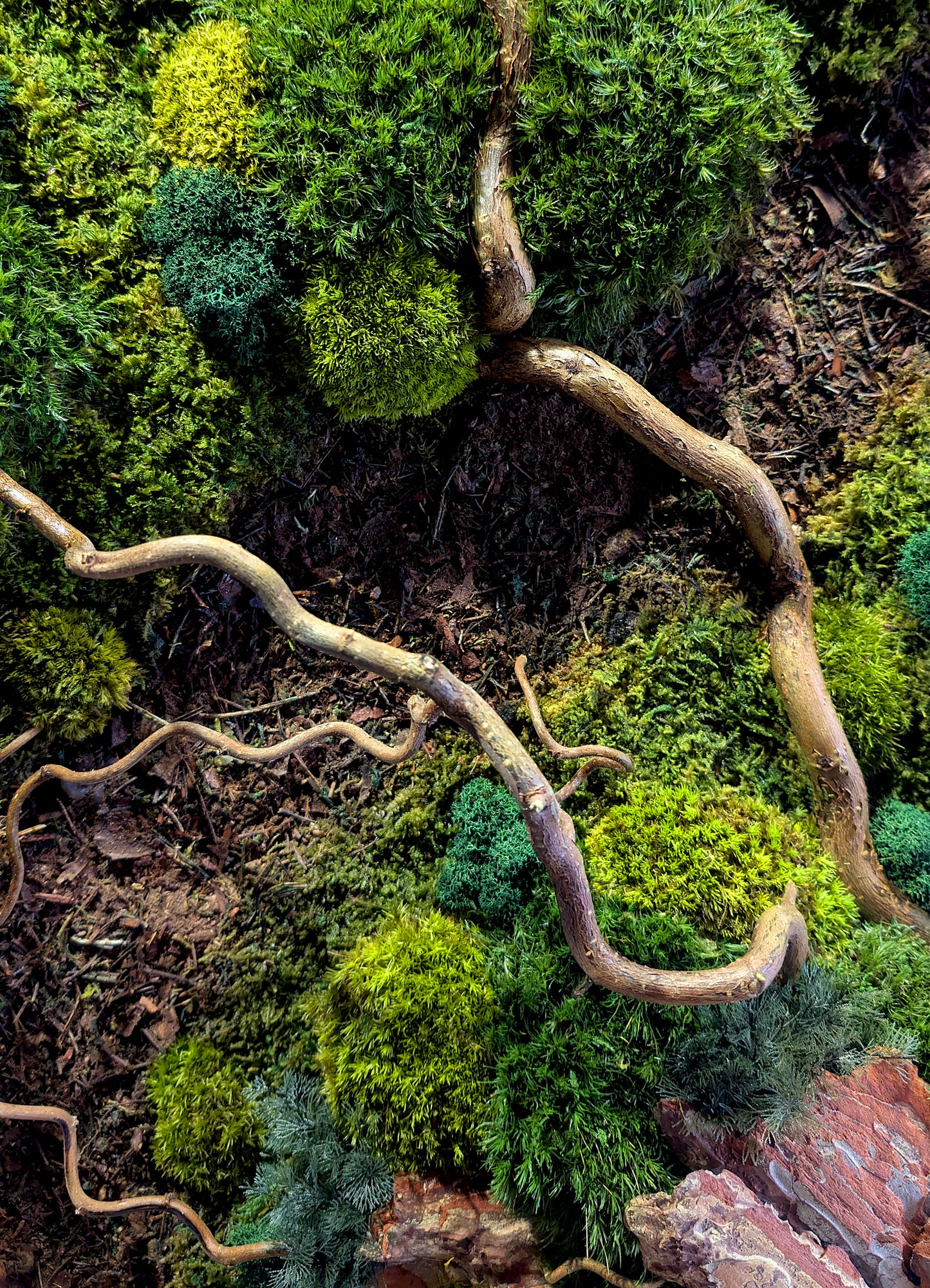 Rundes Moosbild Waldspaziergang mit Korkenzieher-Haselzweigen, detailreiche Mooslandschaft mit Ästen und verschiedenen Grüntönen.