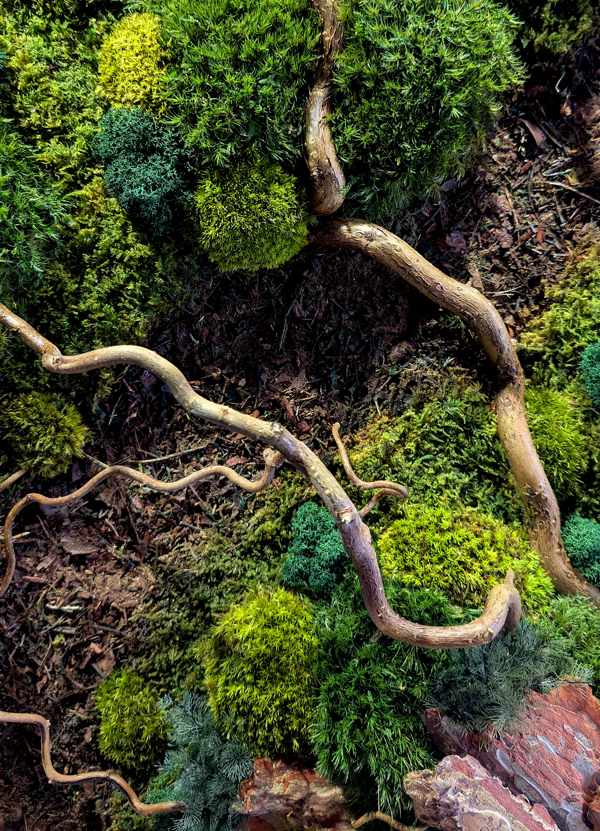 Rundes Moosbild Waldspaziergang mit Korkenzieher-Haselzweigen, detailreiche Mooslandschaft mit Ästen und verschiedenen Grüntönen.