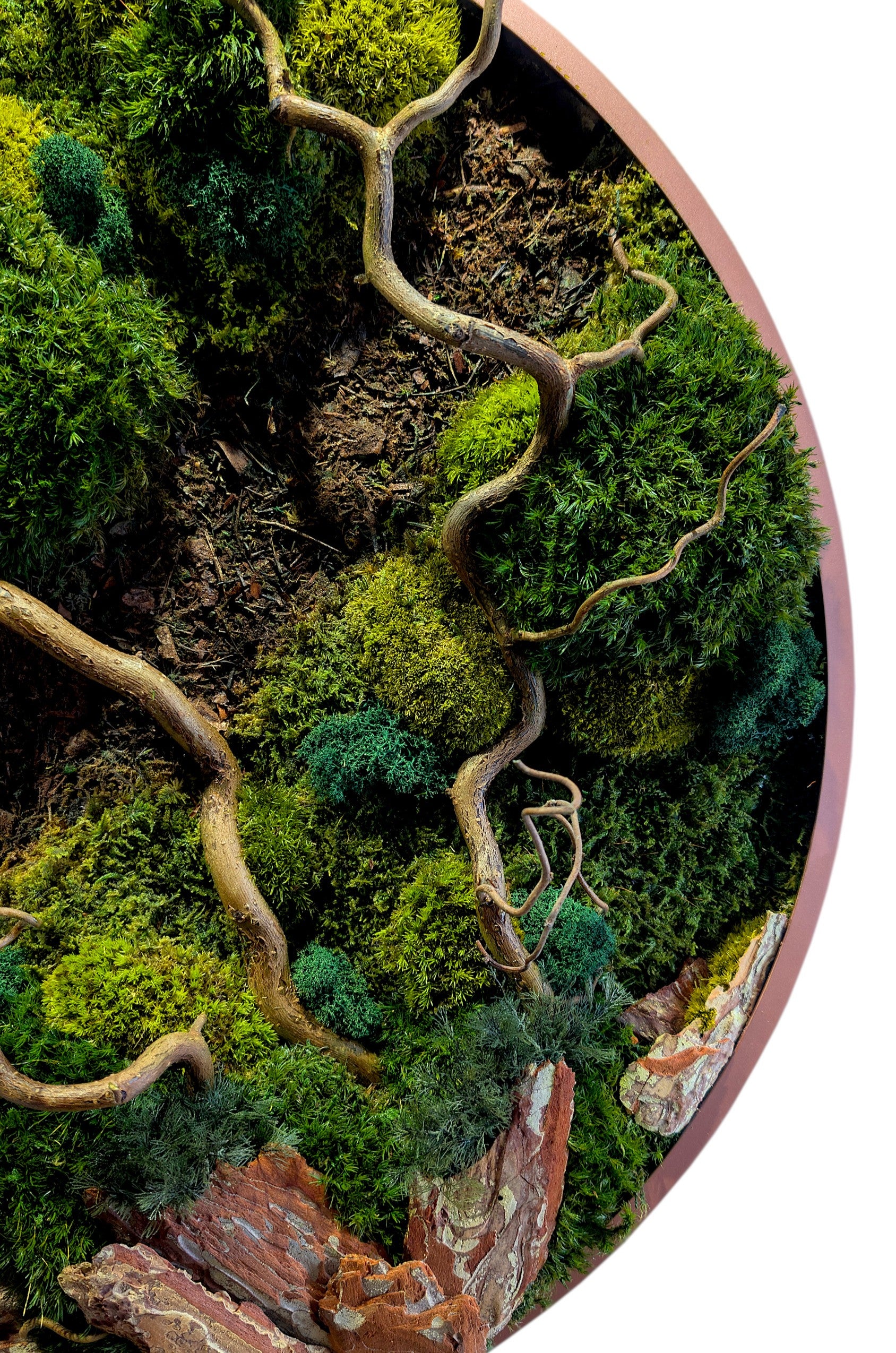 Rundes Moosbild Waldspaziergang mit Korkenzieher-Haselzweigen, detailreiche grüne Mooslandschaft und gebogene Zweige.