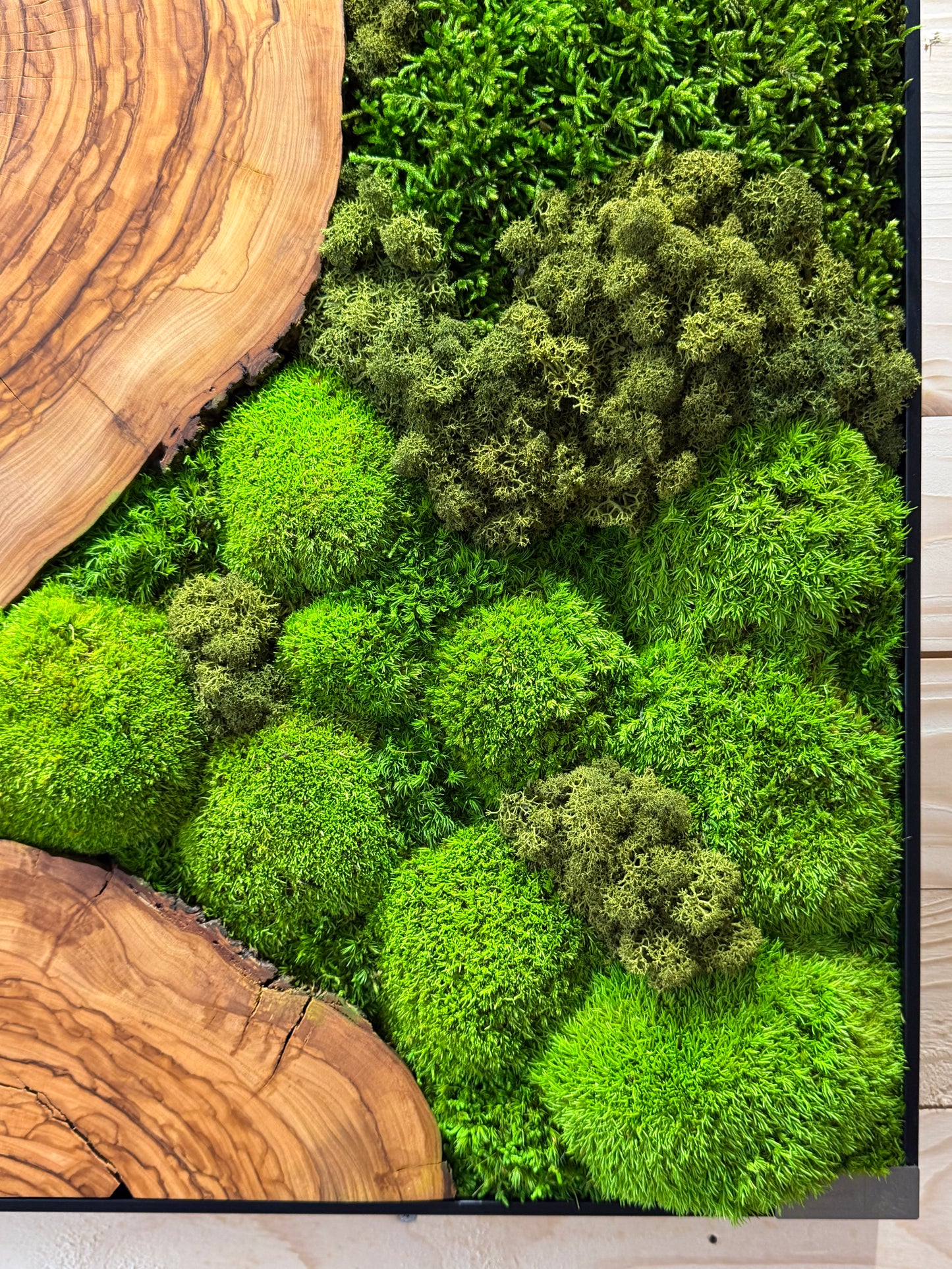 Moosbild mit Olivenholz-Baumscheibe | Natürliches Wandbild aus Holz mit Moos und Olivenholz.