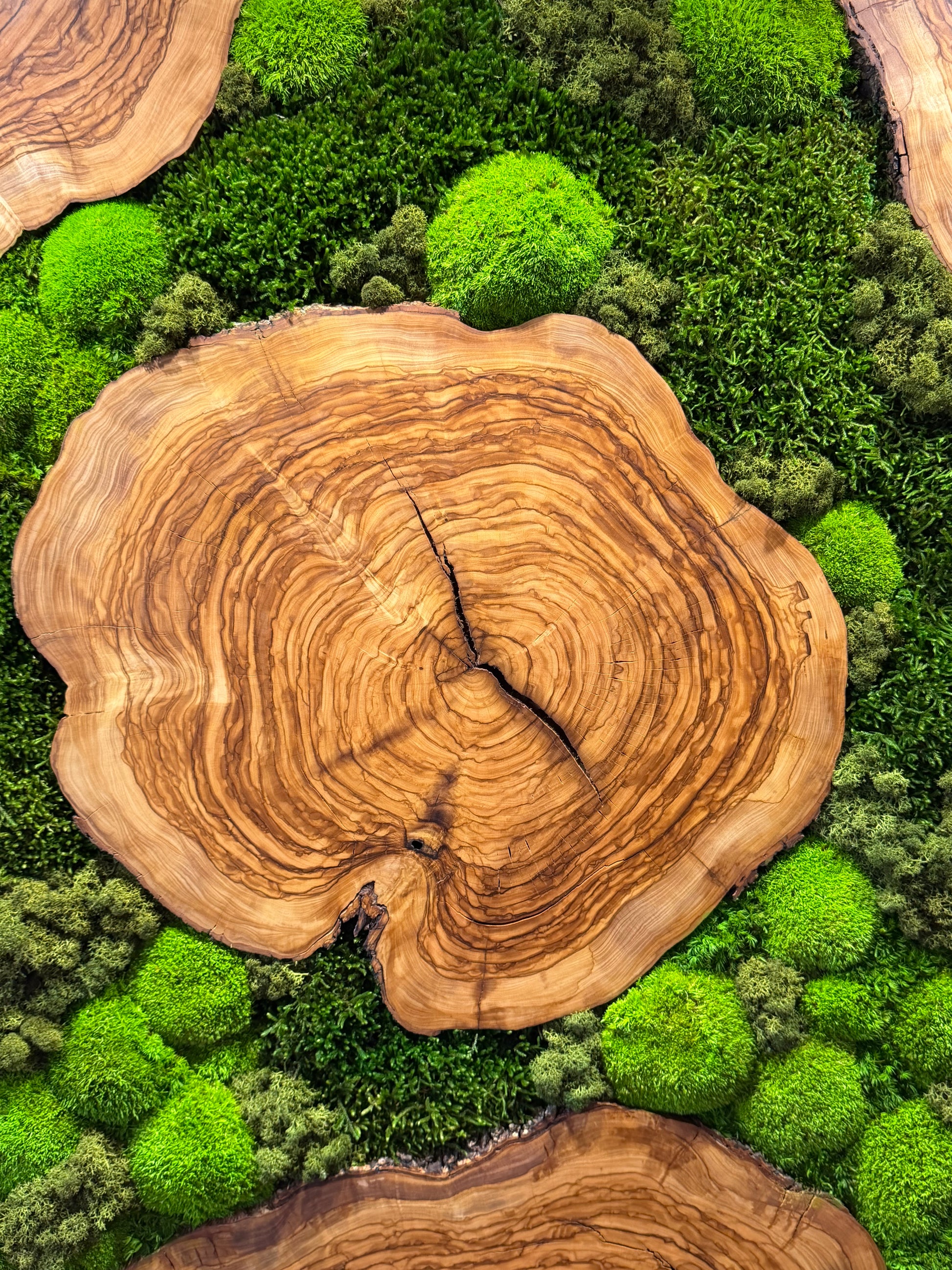 Moosbild mit Olivenholz-Baumscheibe | Natürliches Wandbild aus Holz mit grünem Moos und Olivenholz.