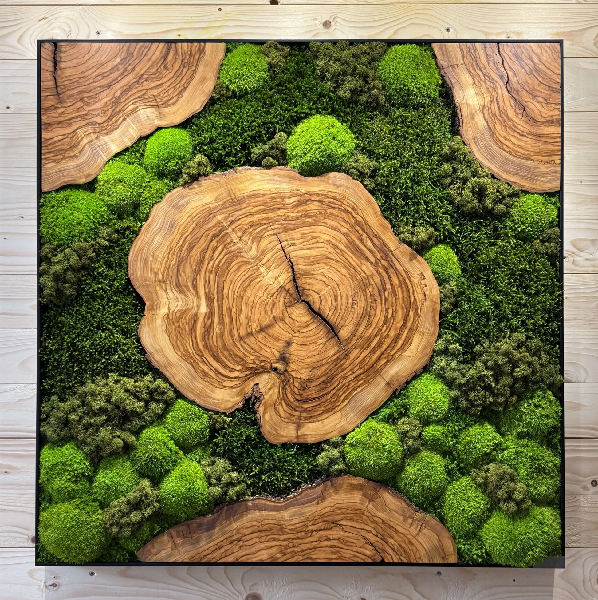 Moosbild mit Olivenholz-Baumscheibe | Natürliches Wandbild aus Holz mit einer Kombination aus Moos und Olivenholz.