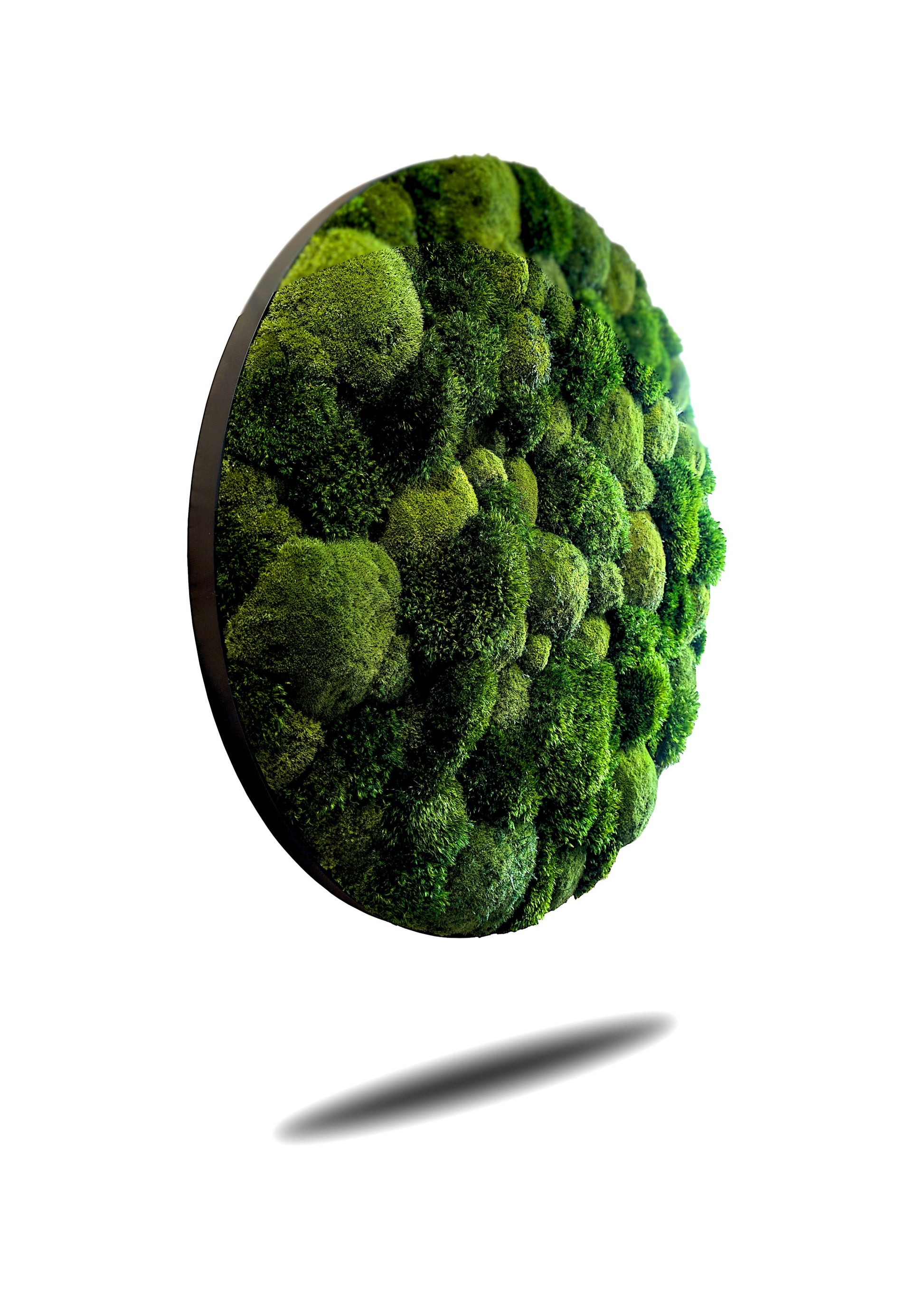 Rundes Moosbild Provence Kugelmoose Mix im stabilen Aluminiumrahmen mit lebendiger Moosstruktur.