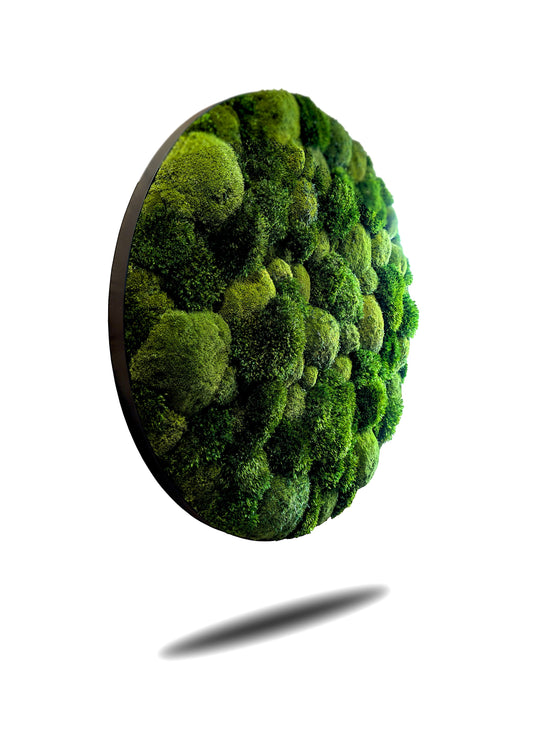 Rundes Moosbild Provence Kugelmoose Mix im stabilen Aluminiumrahmen mit lebendiger Moosstruktur.