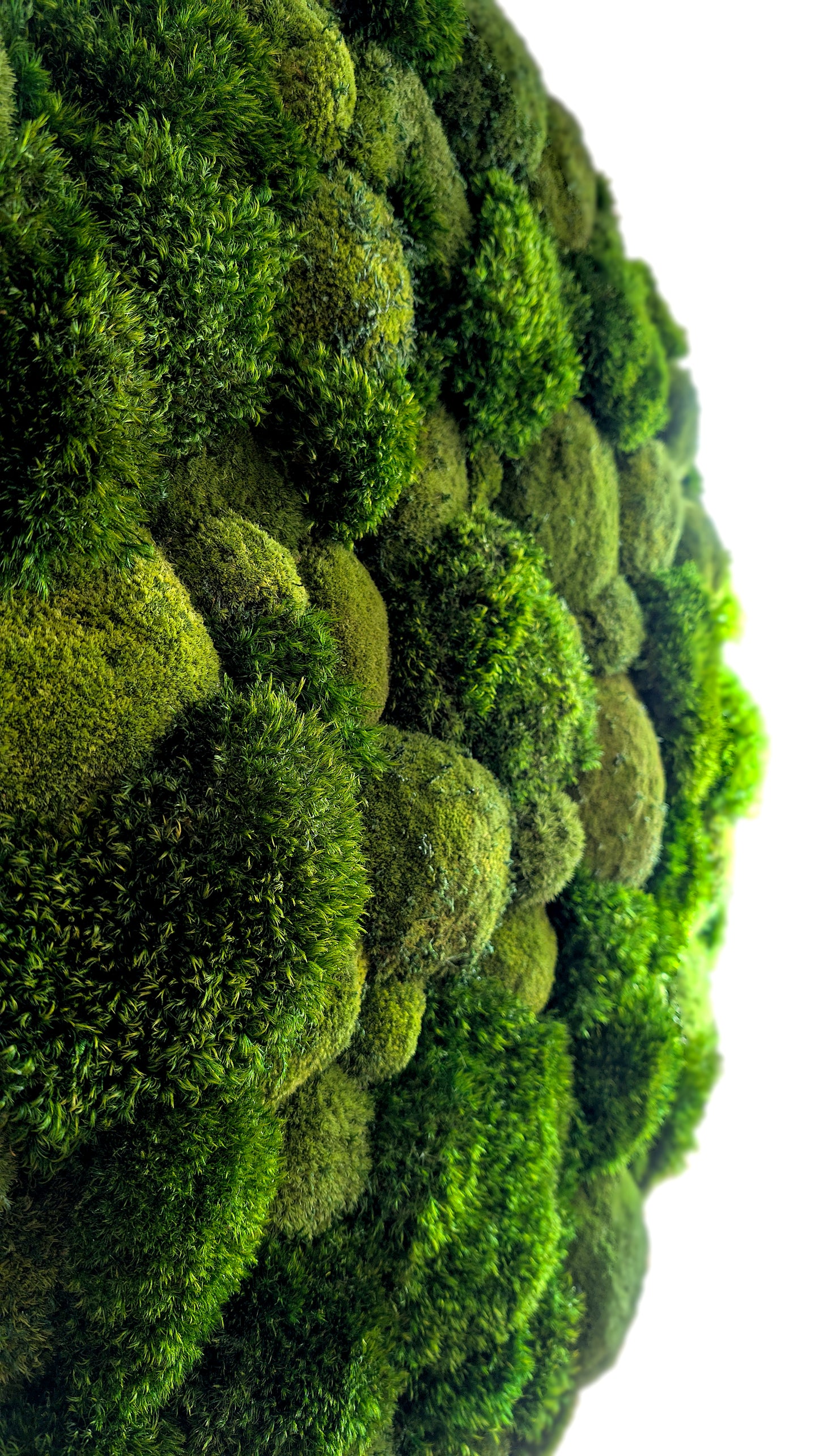 Rundes Moosbild Provence Kugelmoose Mix im stabilen Aluminiumrahmen mit grünem Moos und natürlichen Strukturen.